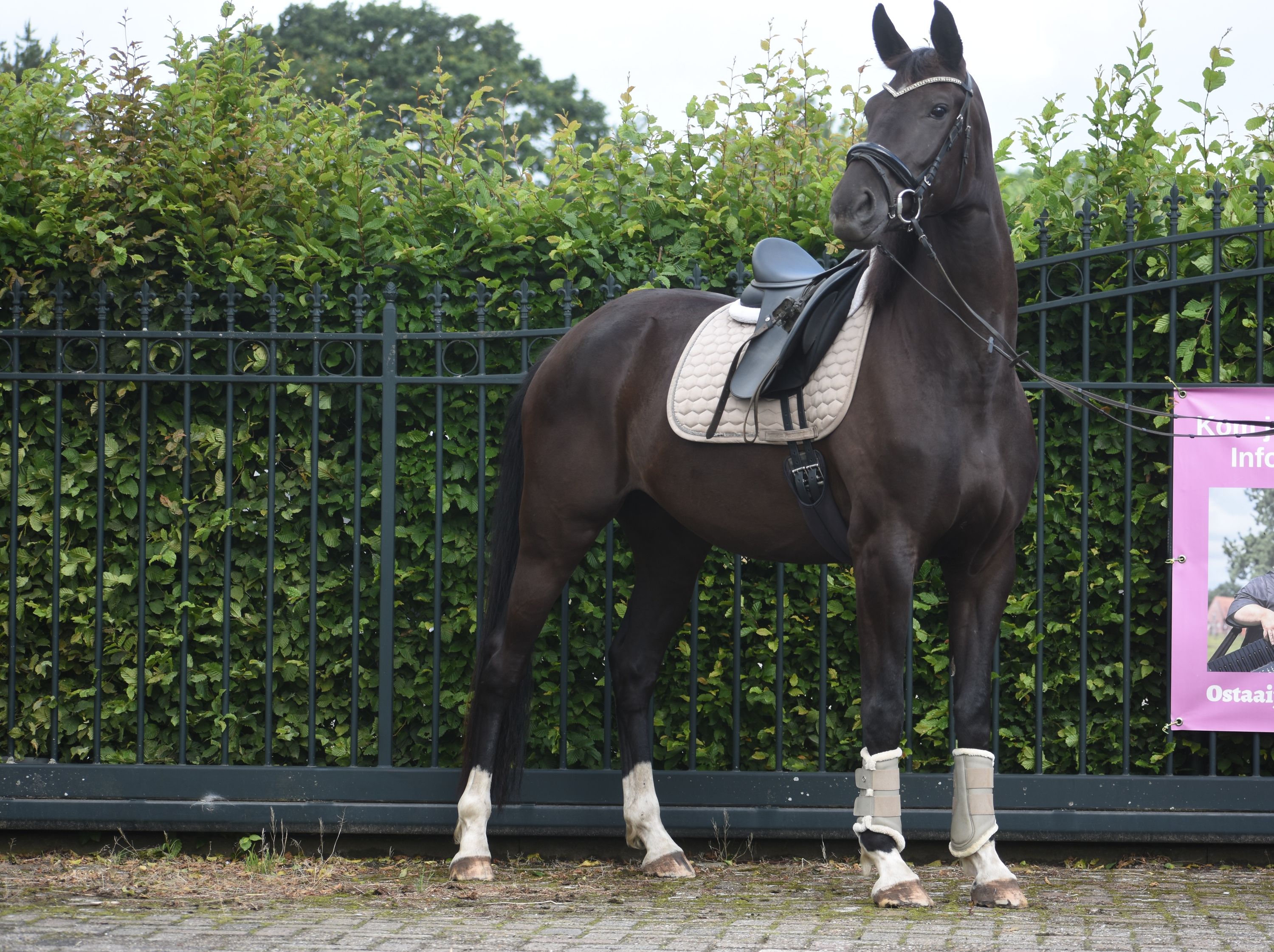 Bloedmooie, 4 jarige Taminiau x Osmium x Gribaldi merrie