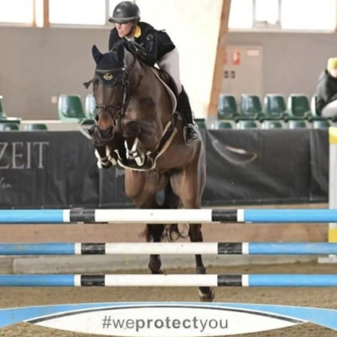 9y old gelding with international results