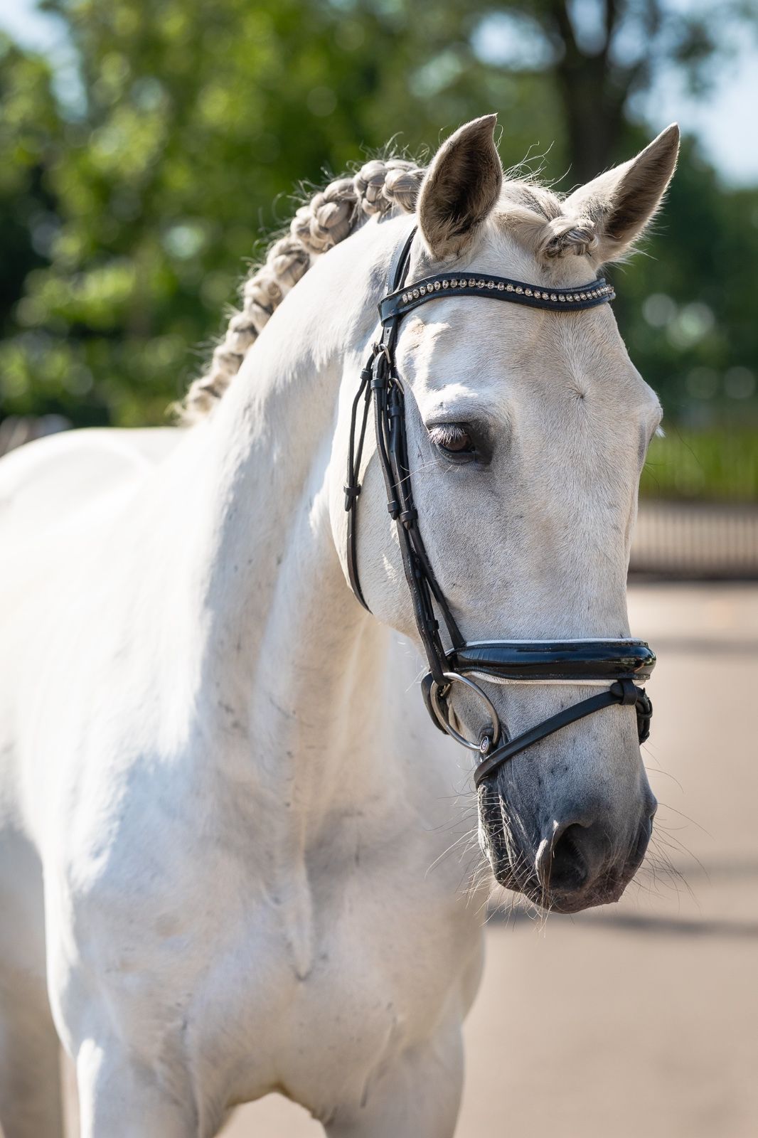 Talented Lusitano gelding with aptitude for higher-level dressage