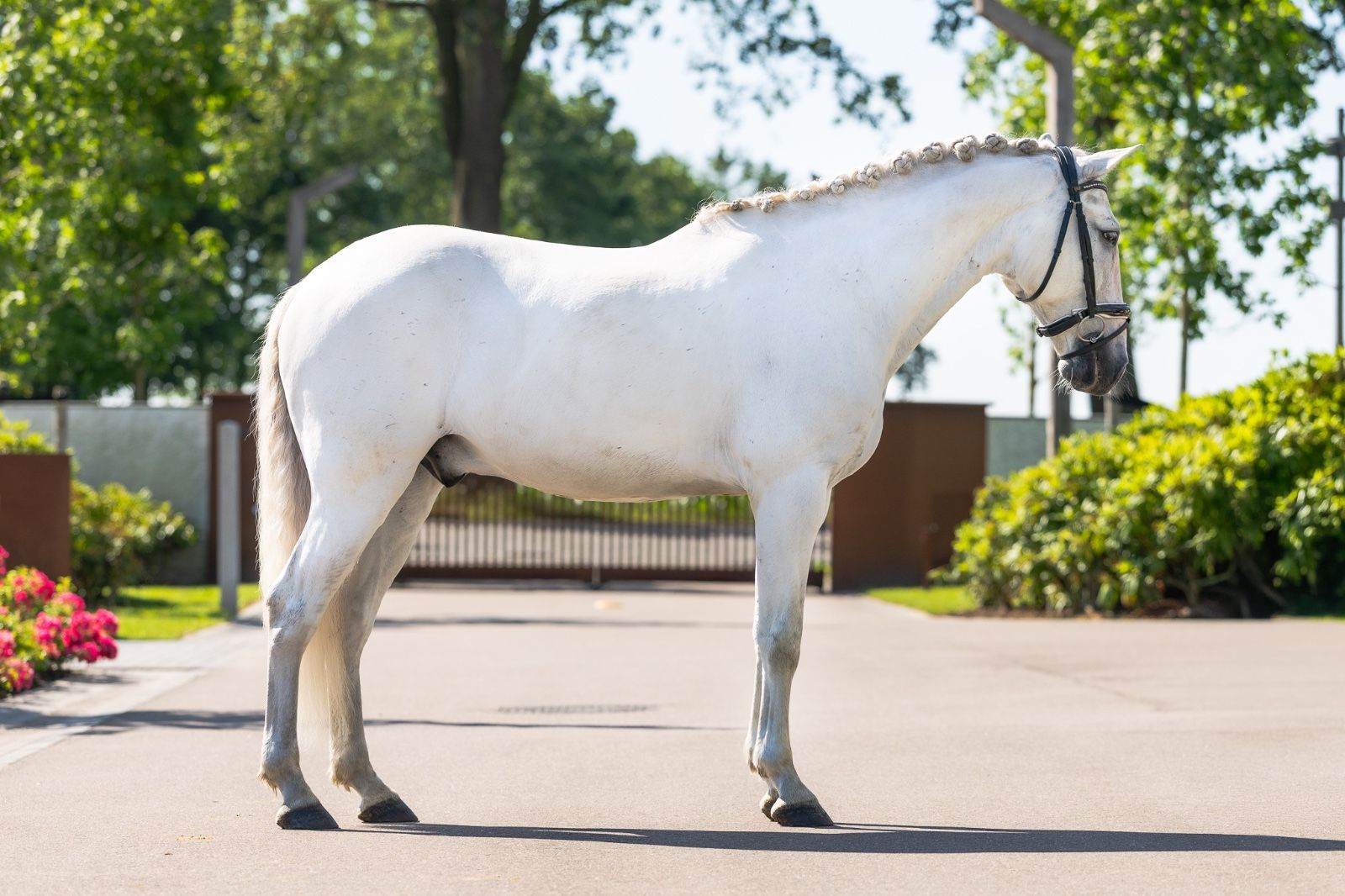 lusitano dressuurpaard ruin 11 jaar schimmel te koop - Foto 2