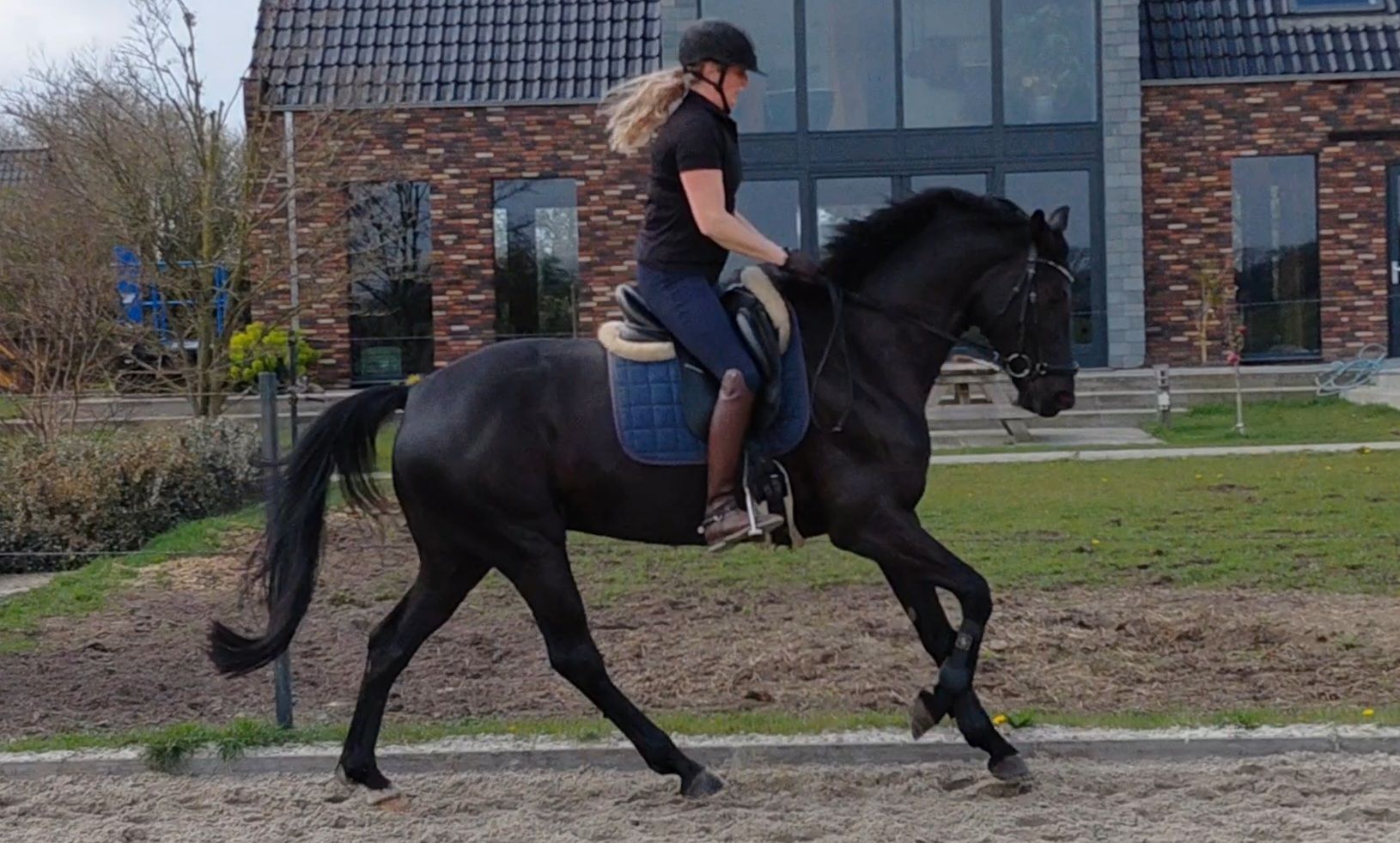 Stunning black Kjento mare