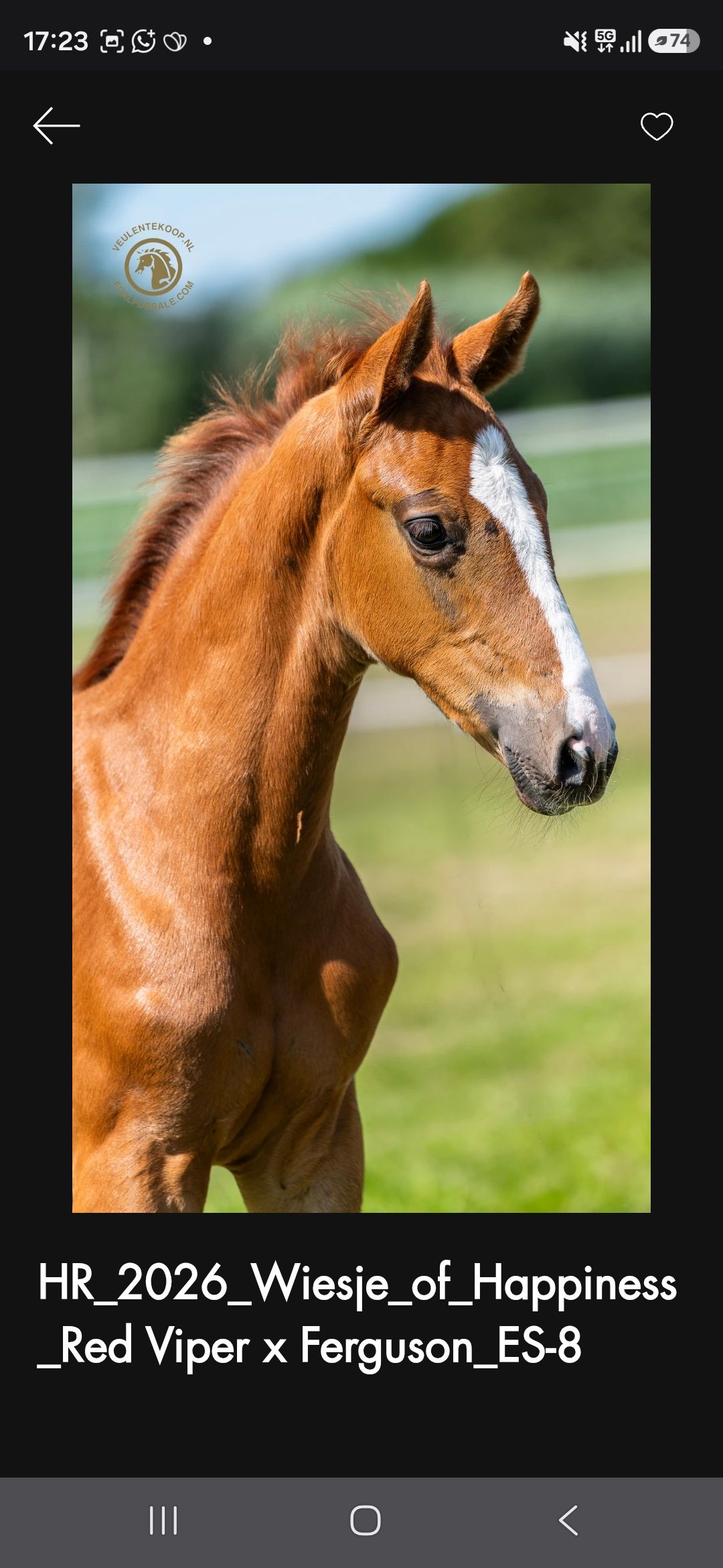 kwpn dressuurpaard merrie 0 years old vos for sale - Photo 2