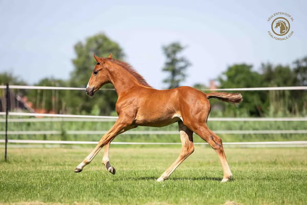 kwpn dressuurpaard merrie 0 years old vos for sale - Main photo