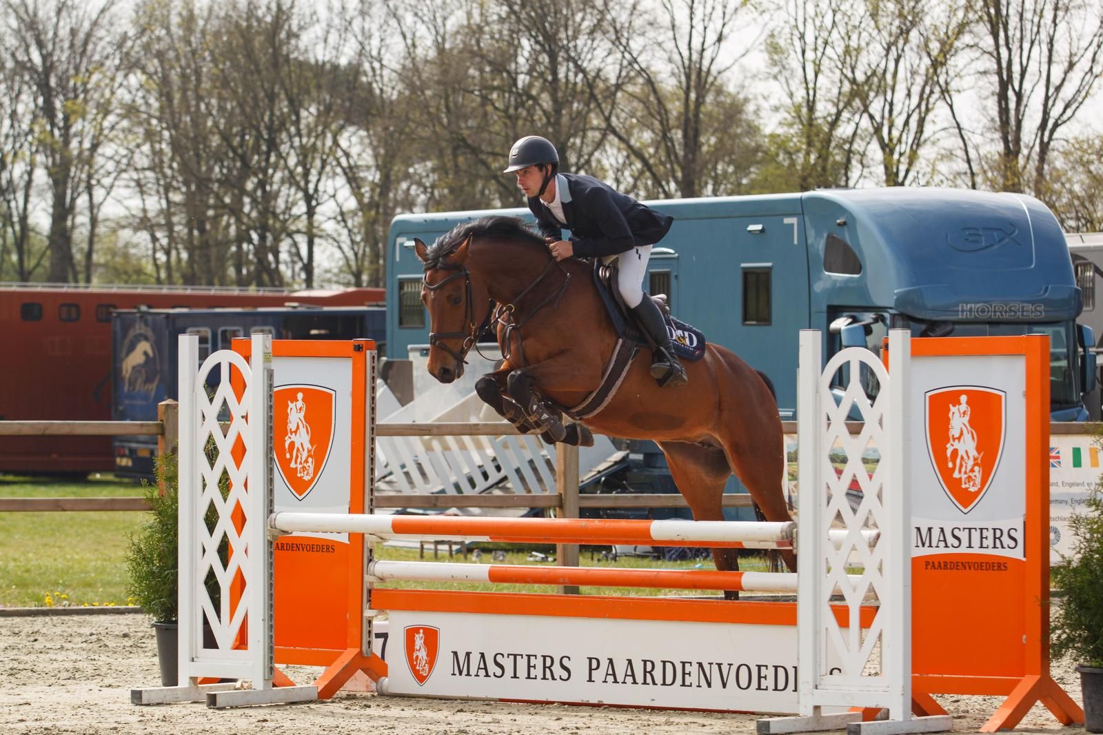 Talented 6yo mare
