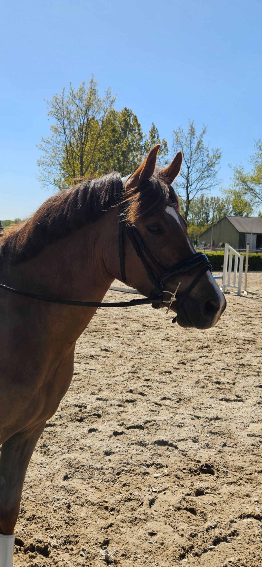 Beautiful New Forest STER mare 🔥