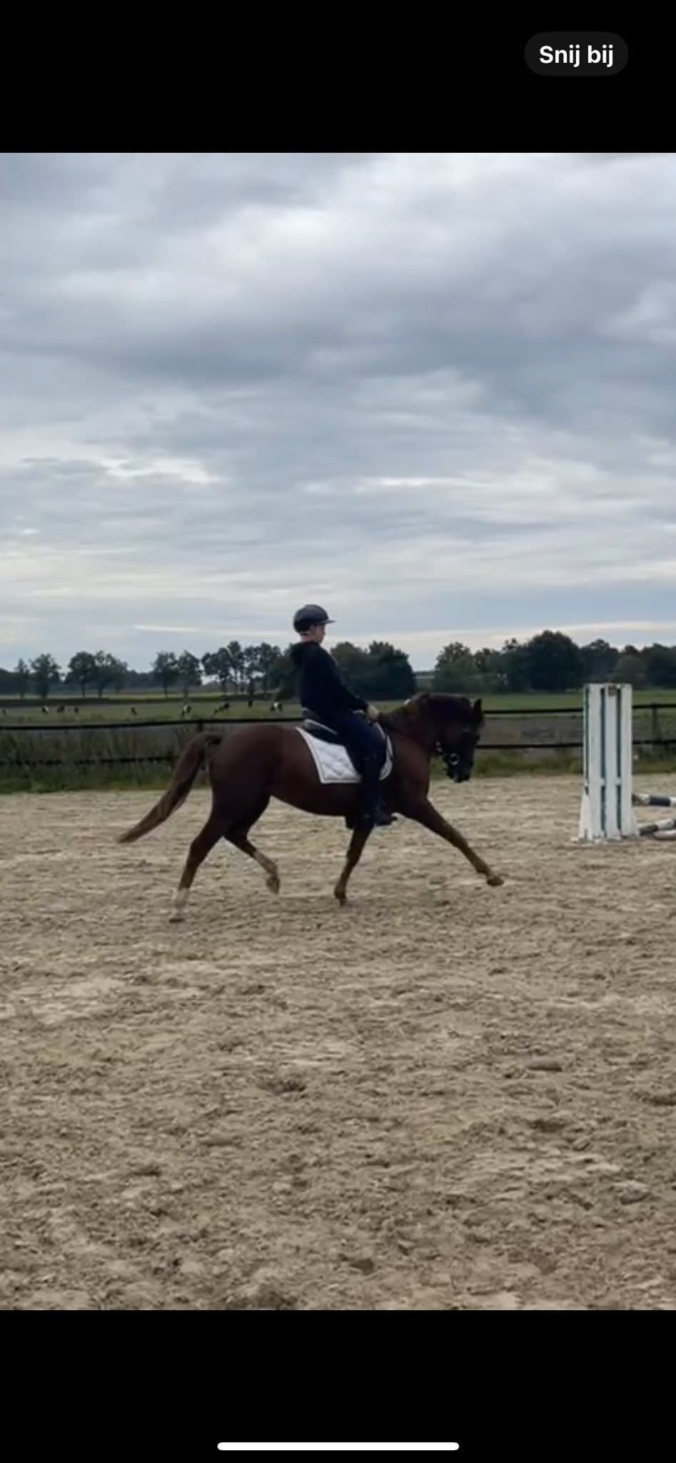 new-forest dressuurpony merrie 6 years old vos for sale - Photo 3