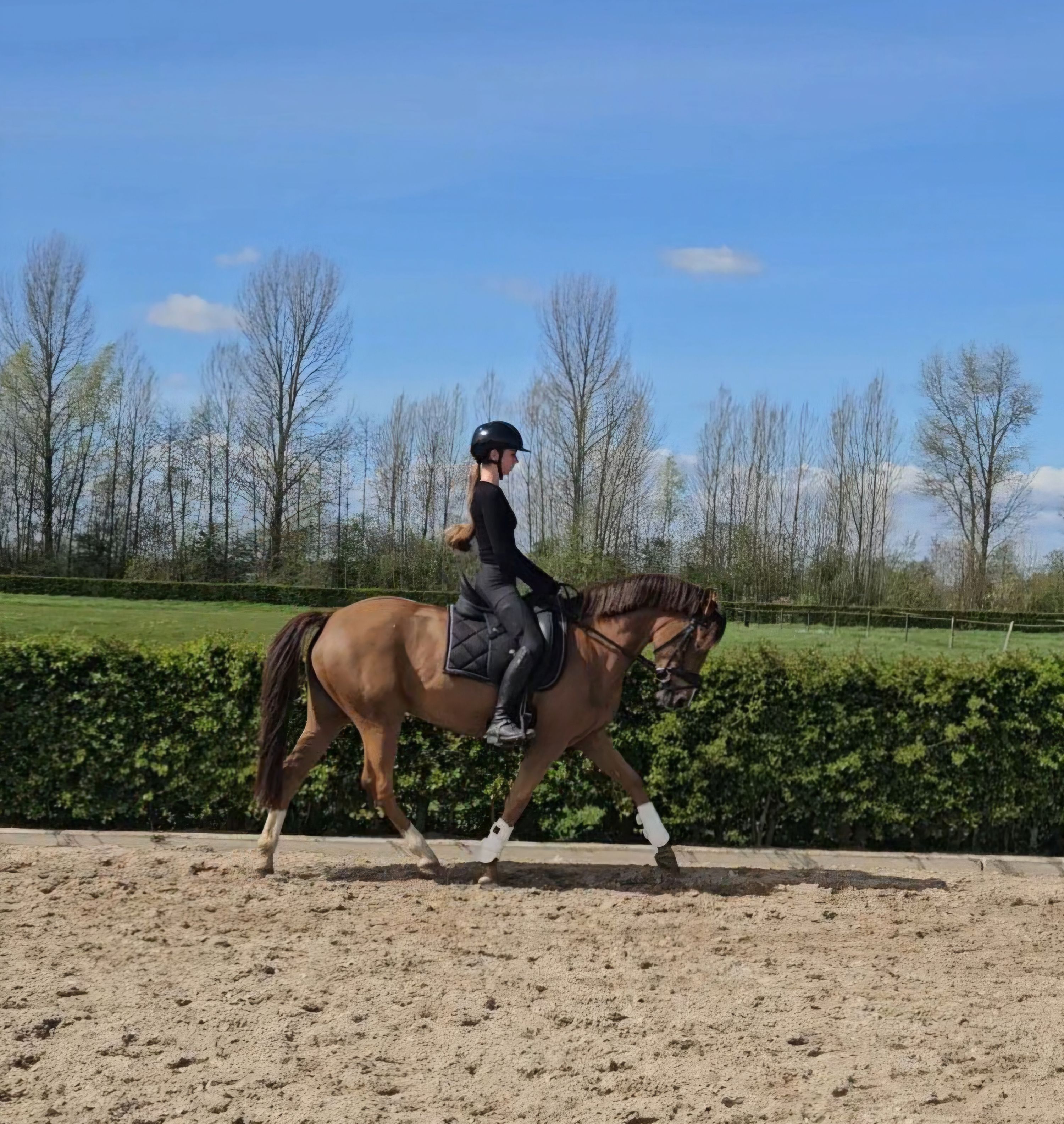 new-forest dressuurpony merrie 6 years old vos for sale - Photo 2