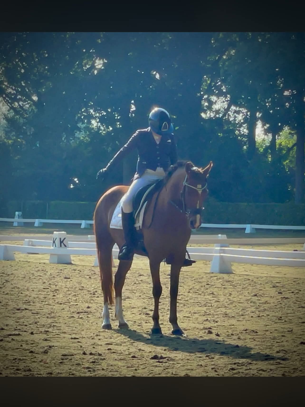 new-forest dressuurpony merrie 6 years old vos for sale - Photo 4
