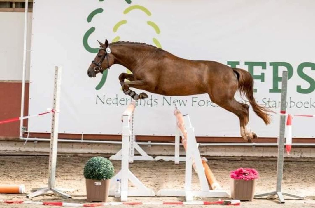 new-forest dressuurpony merrie 6 years old vos for sale - Photo 5