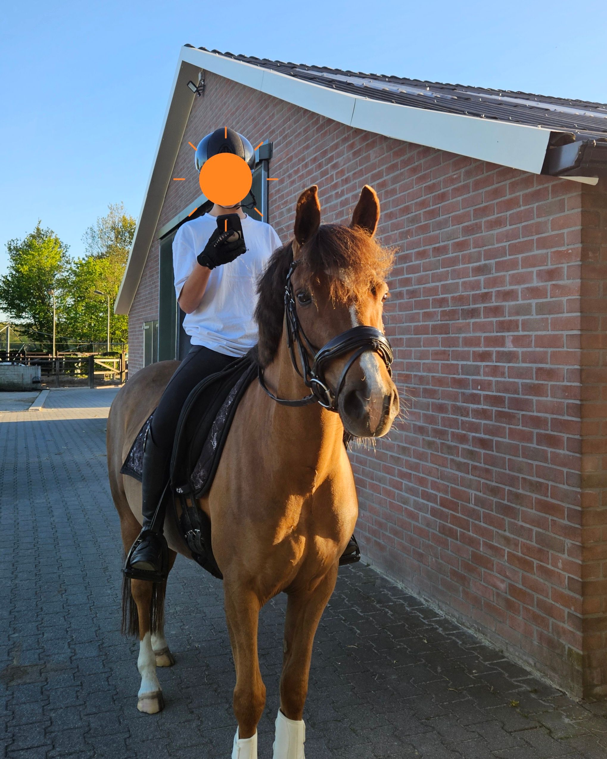 new-forest dressuurpony merrie 6 years old vos for sale - Photo 6