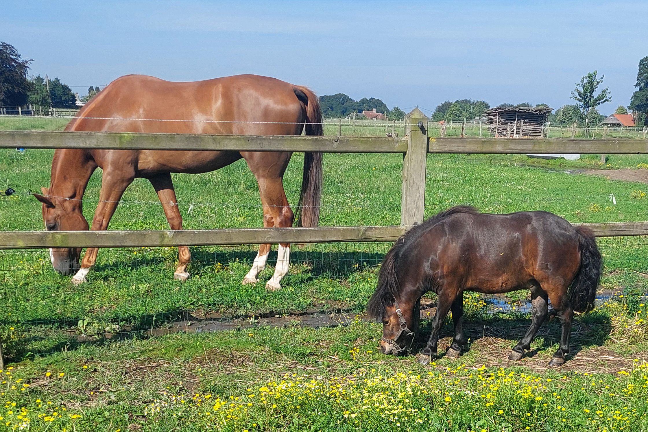 ander recreatie-pony ruin 4 years old donkerbruin for sale - Photo 2