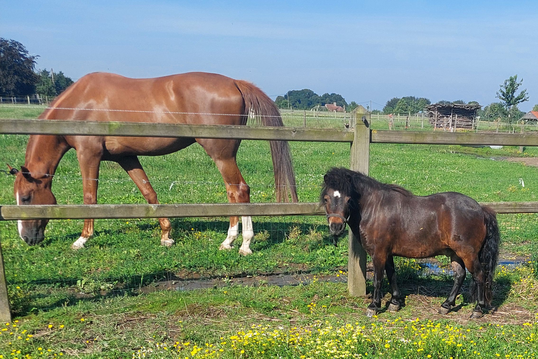 Minipaard Cornet Mascotte