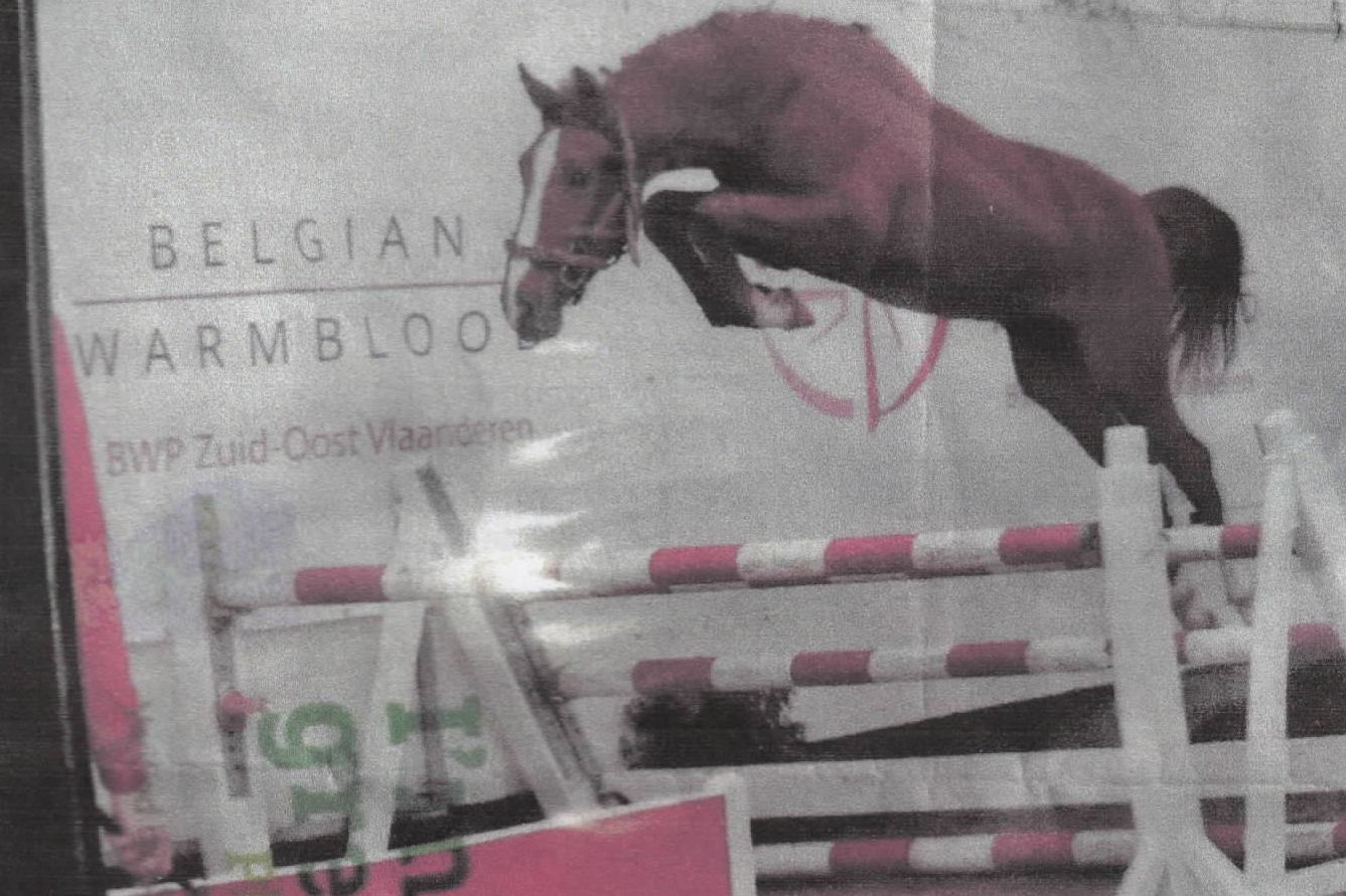 BWP horse WERE DIE
