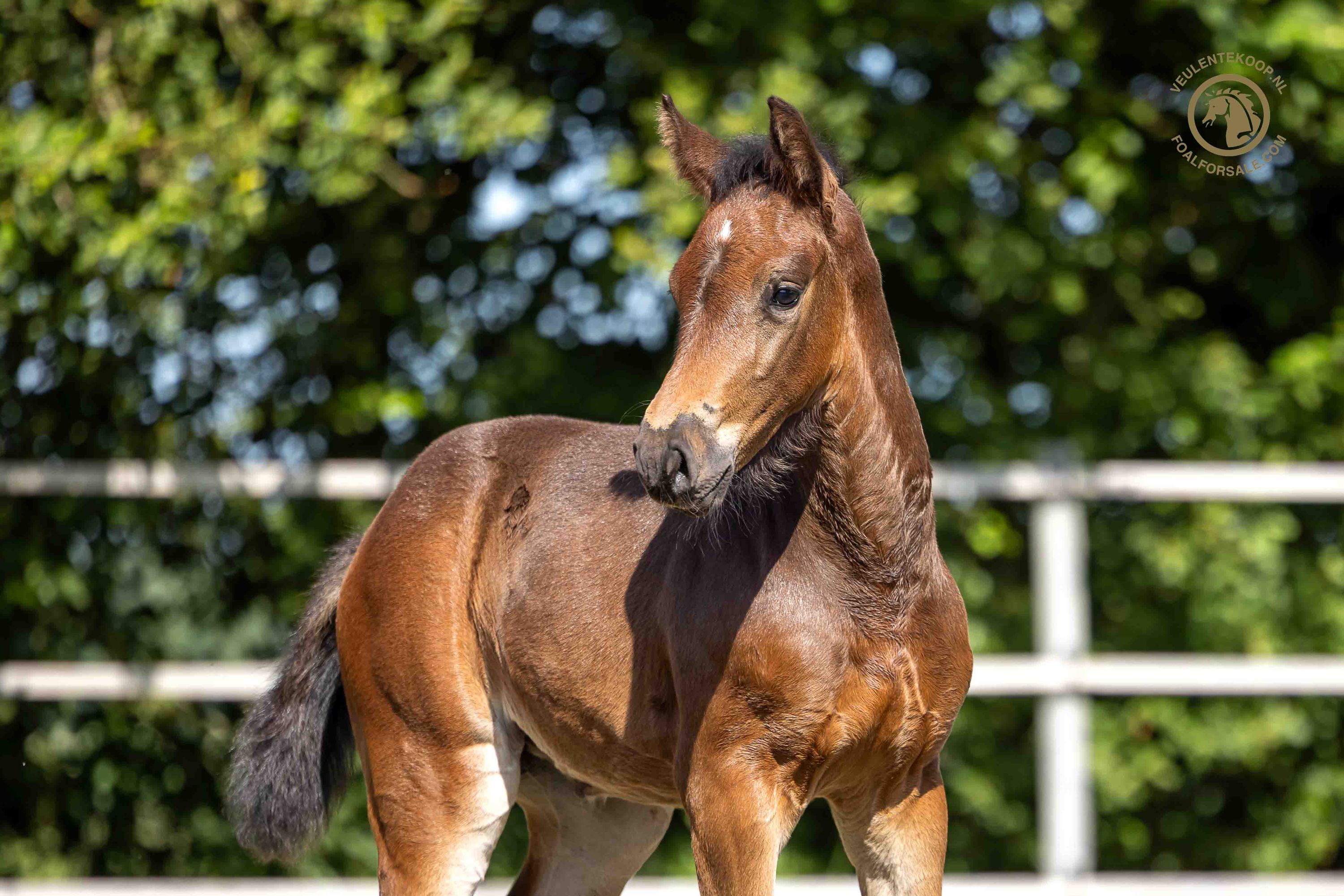 zangersheide springpaard merrie 0 ans donkerbruin à vendre - Photo 2