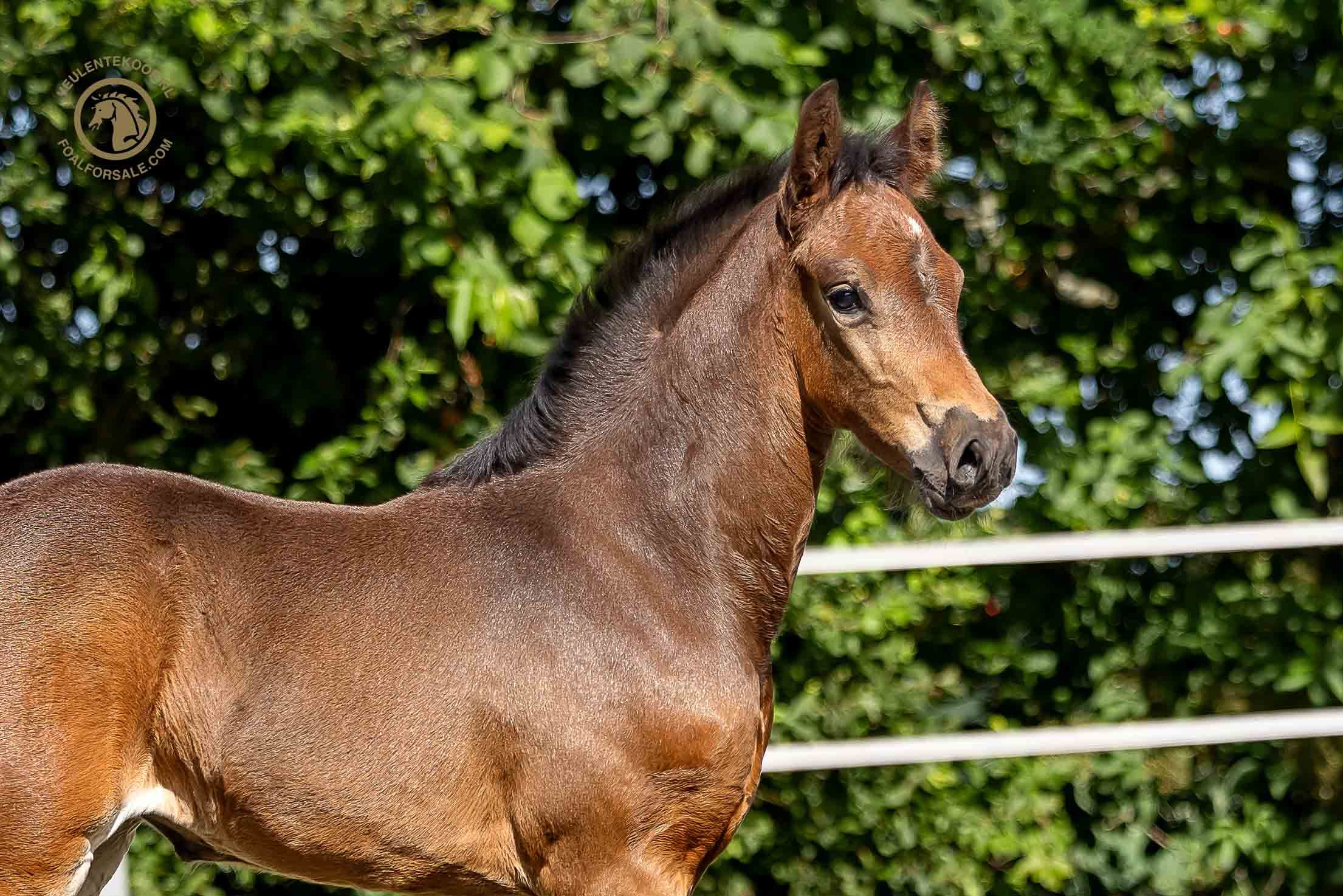 zangersheide springpaard merrie 0 ans donkerbruin à vendre - Photo 3