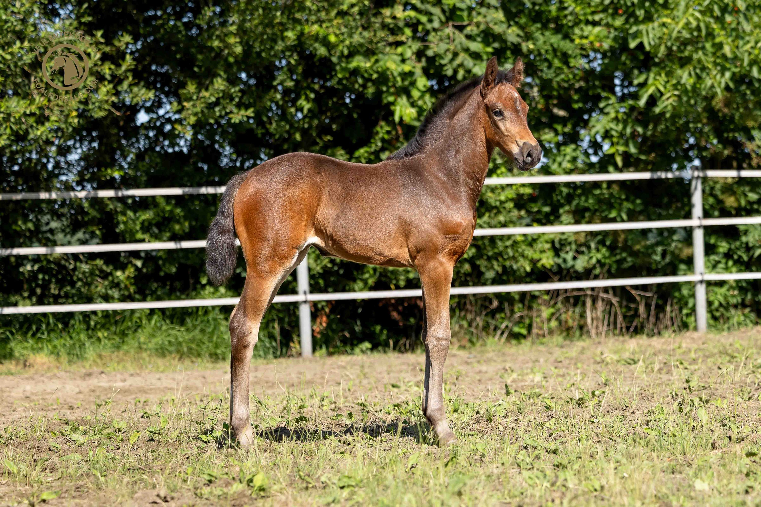 zangersheide springpaard merrie 0 ans donkerbruin à vendre - Photo 4