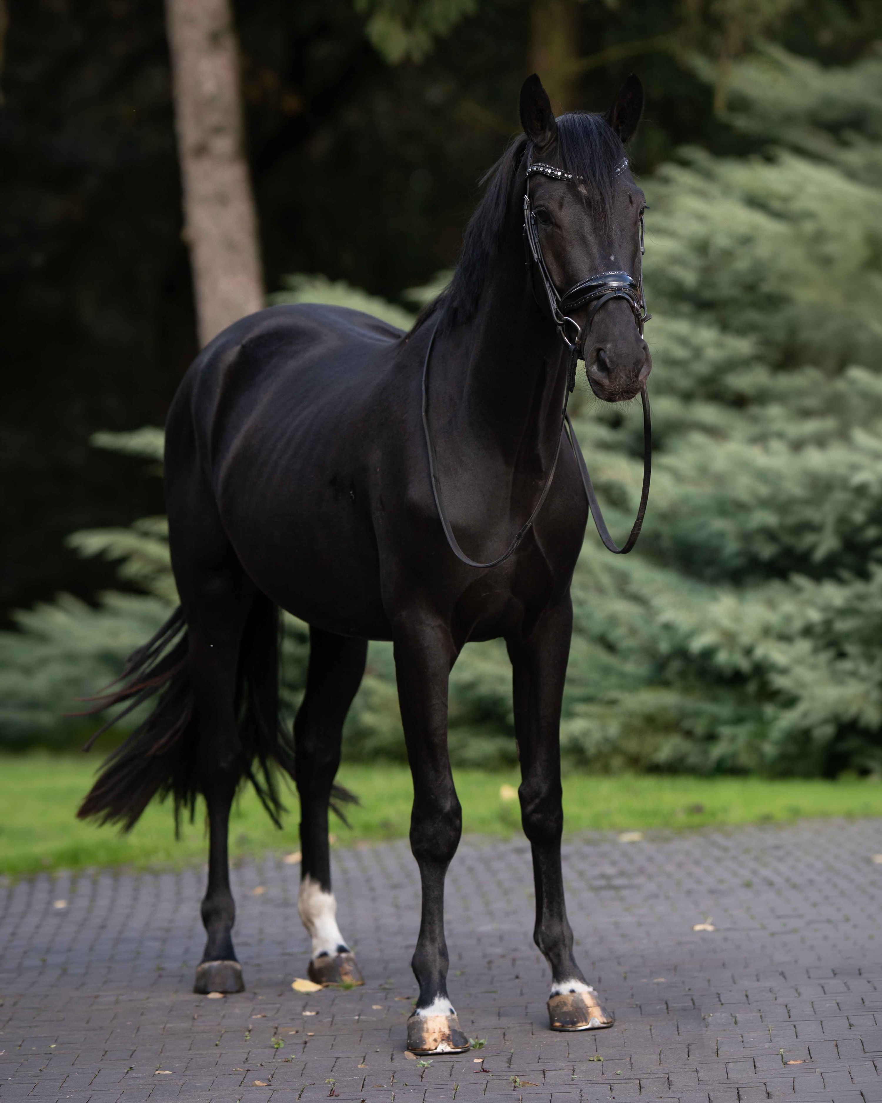 Shere Khane's Evanietta
