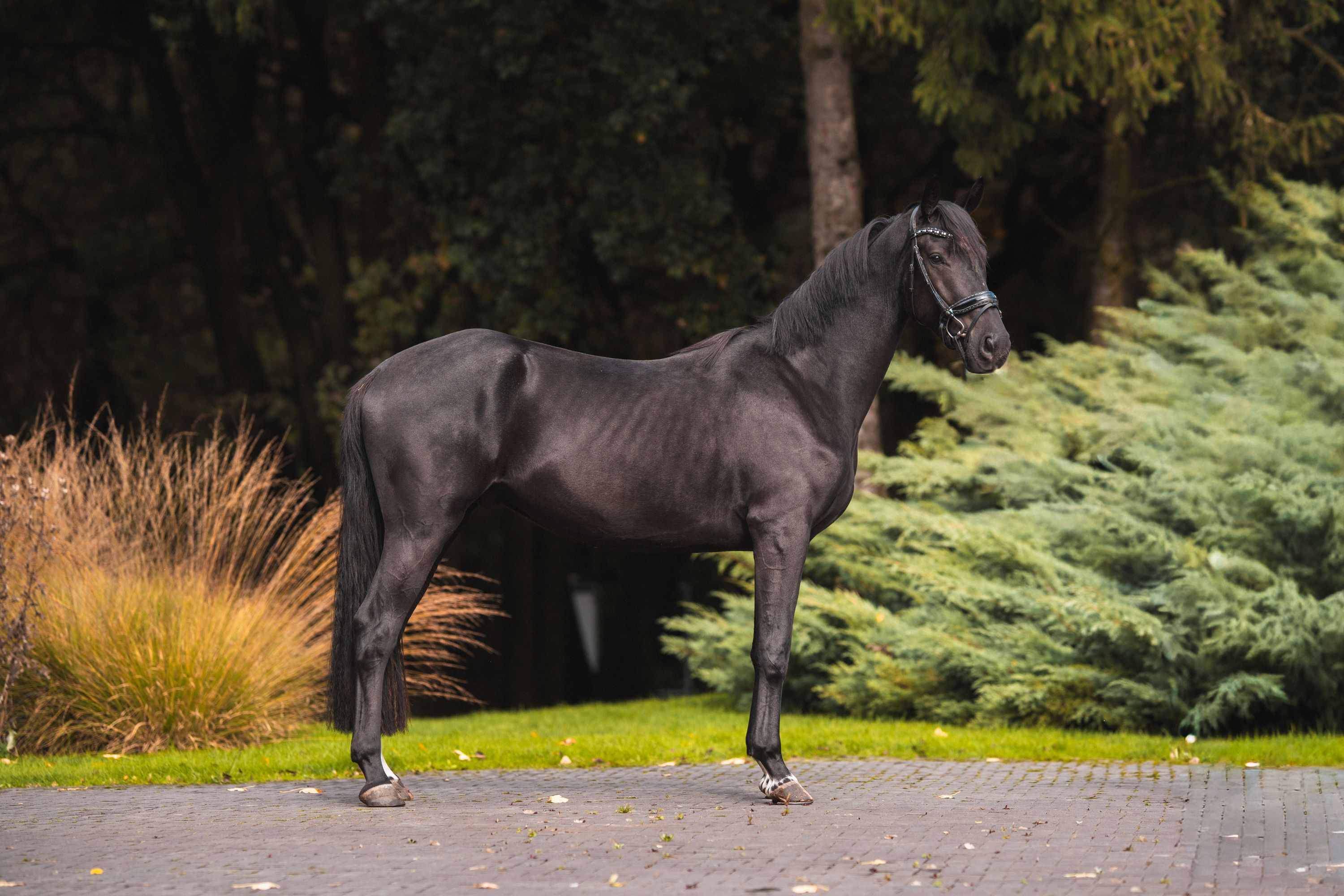 kwpn dressuurpaard ruin 4 Jahre alt zwart zu verkaufen - Foto 2