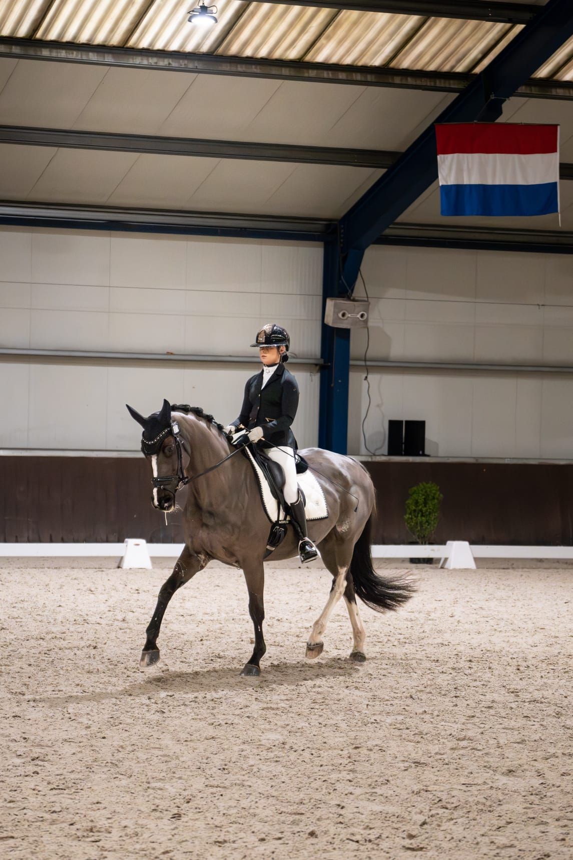kwpn dressuurpaard ruin 4 Jahre alt zwart zu verkaufen - Foto 5