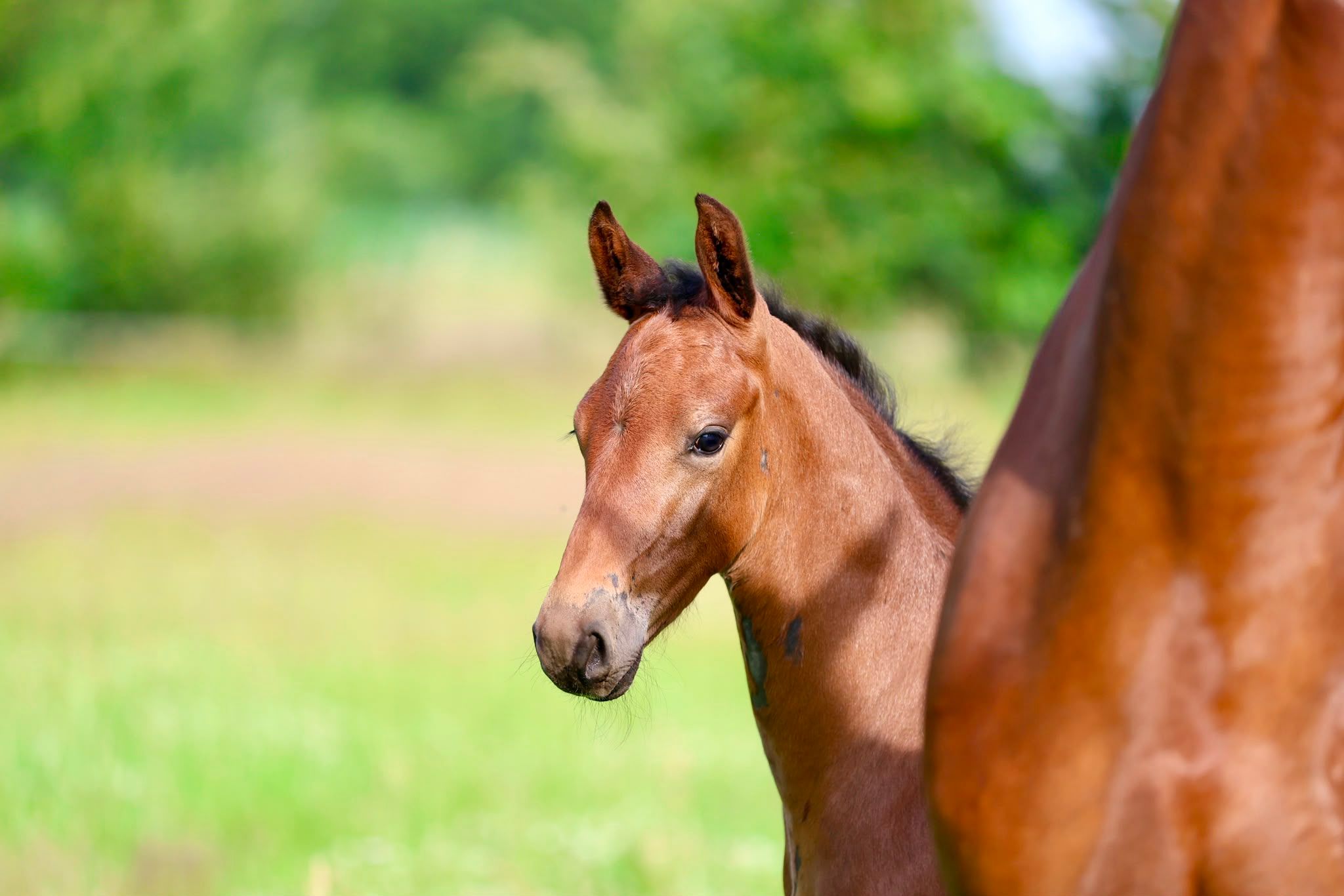 COLT FOAL BY MAURO TURFHORST WITH NOBILITY AND MOVEMENT FROM ELITE DAM LINE