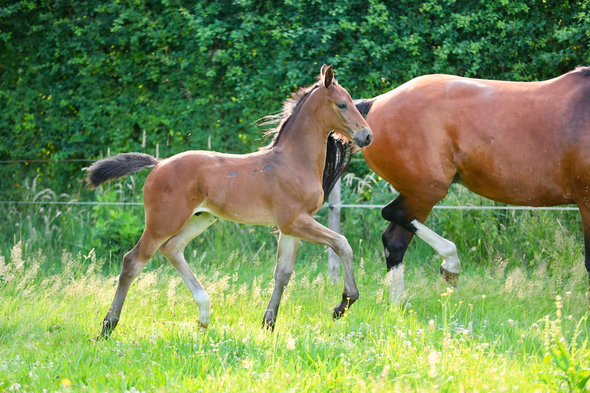 kwpn dressuurpaard hengst 0 år donkerbruin till salu - Foto 2