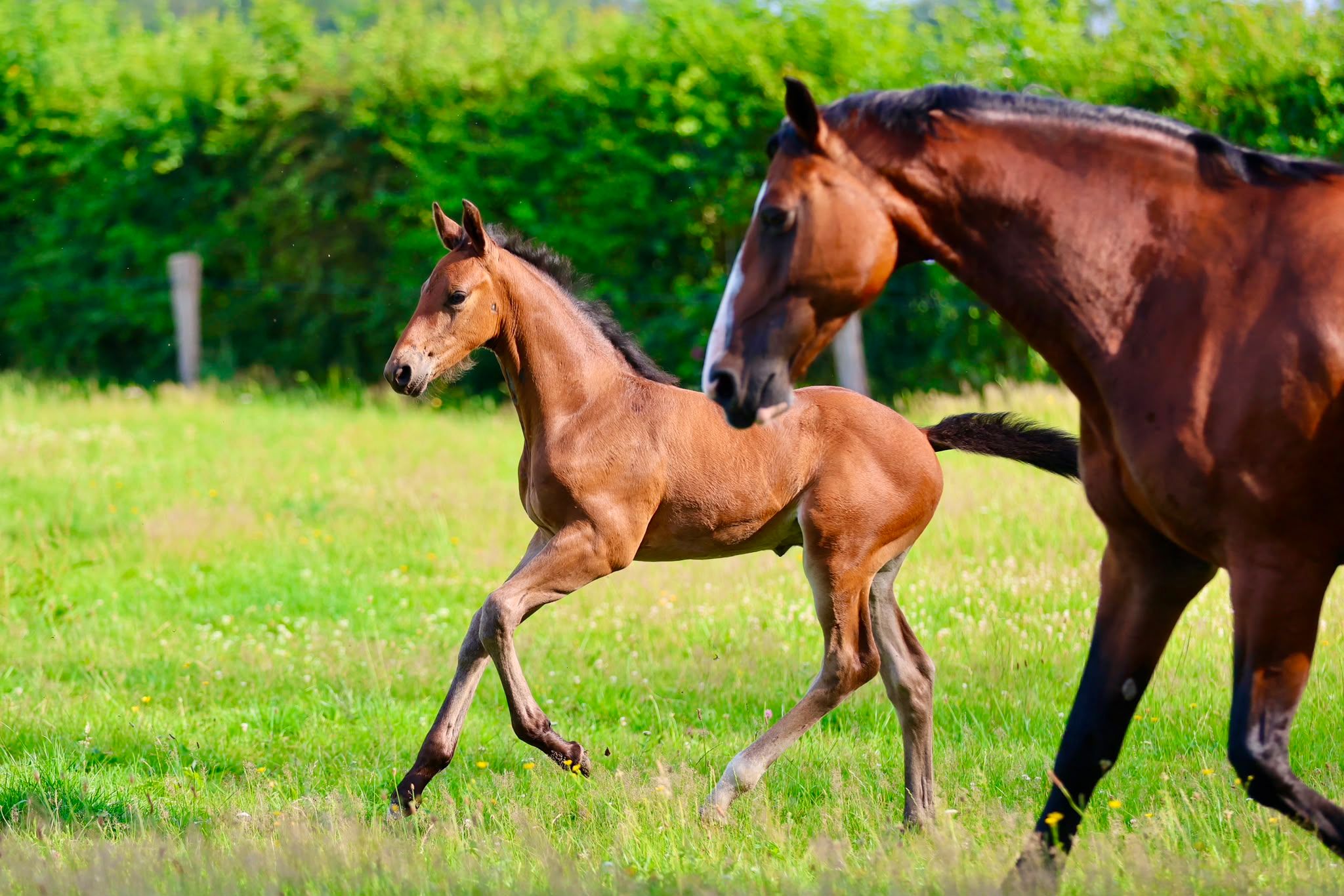 kwpn dressuurpaard hengst 0 år donkerbruin till salu - Foto 3