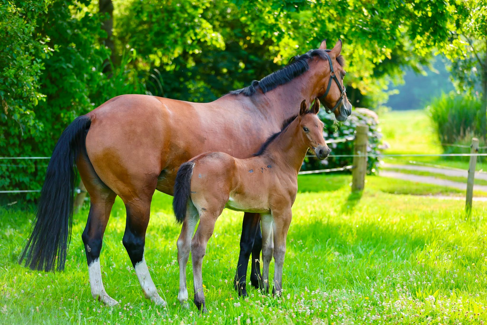 kwpn dressuurpaard hengst 0 år donkerbruin till salu - Foto 4