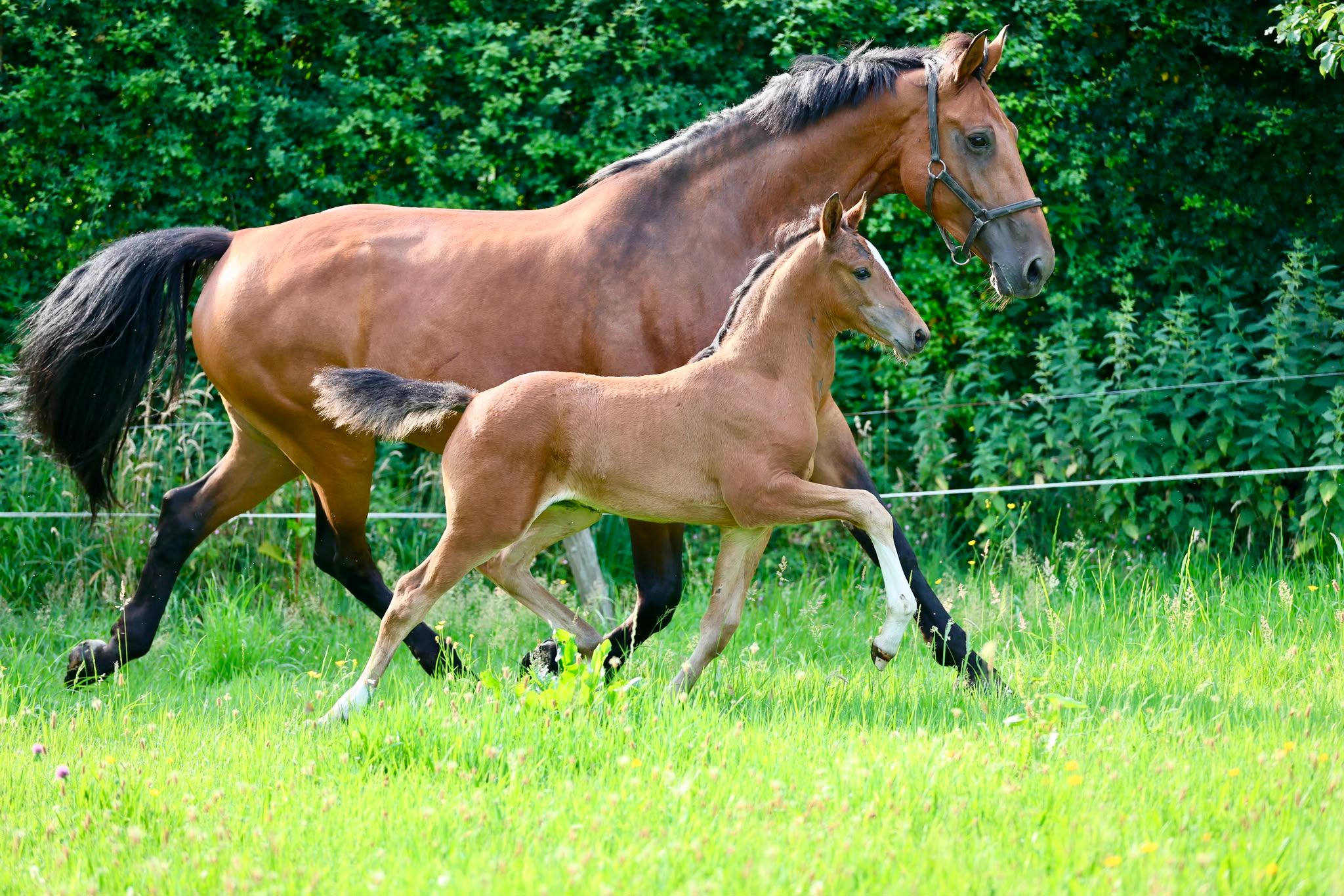 BOLD COOL FILLY BY PATHEON (HERMÈS) OUT OF DAMLINE HENKIE