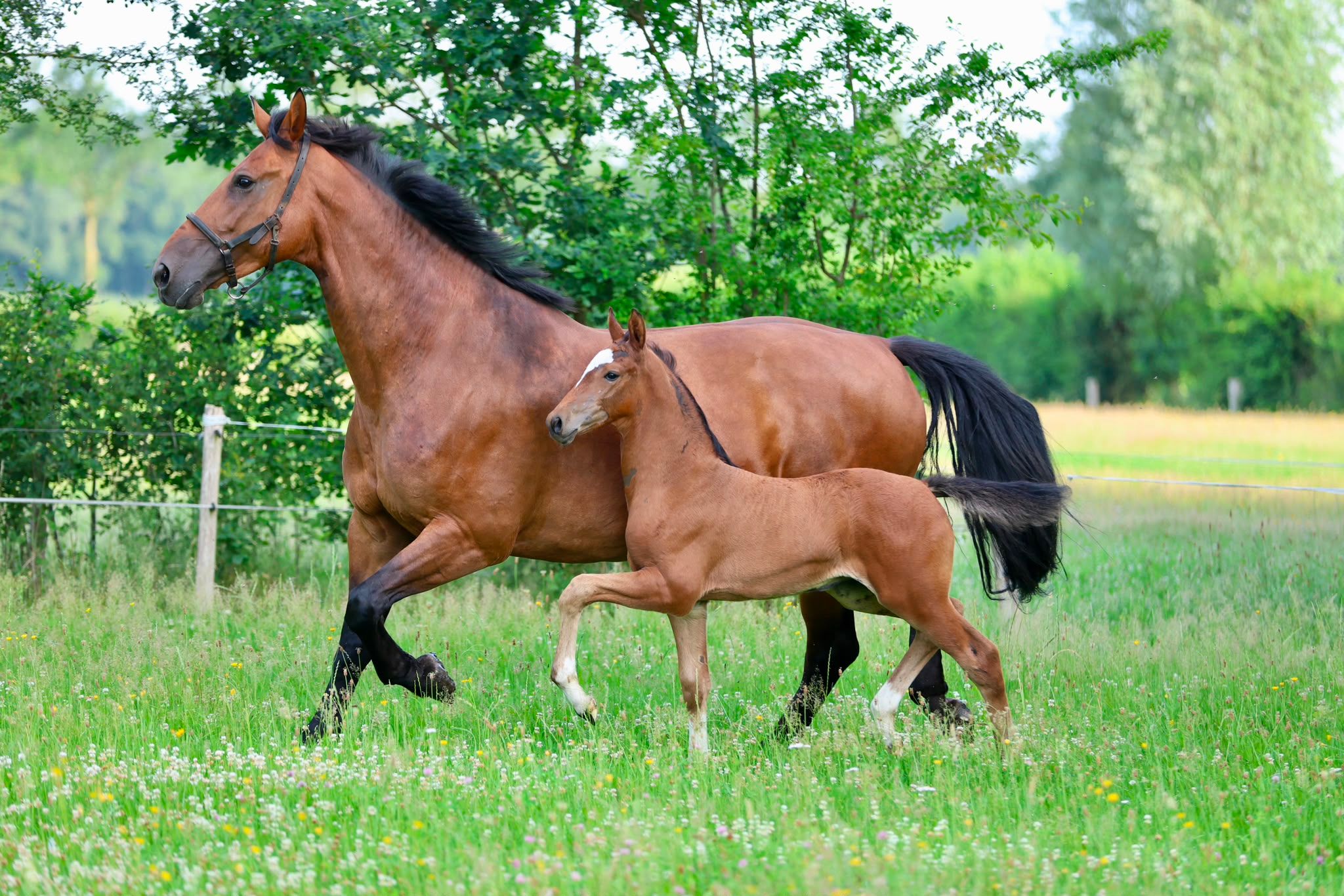 kwpn dressuurpaard merrie 0 years old bruin for sale - Photo 2