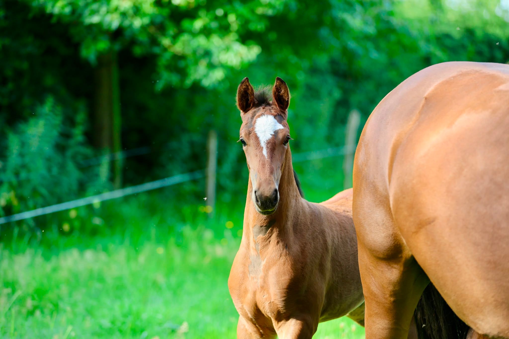 kwpn dressuurpaard merrie 0 years old bruin for sale - Photo 4