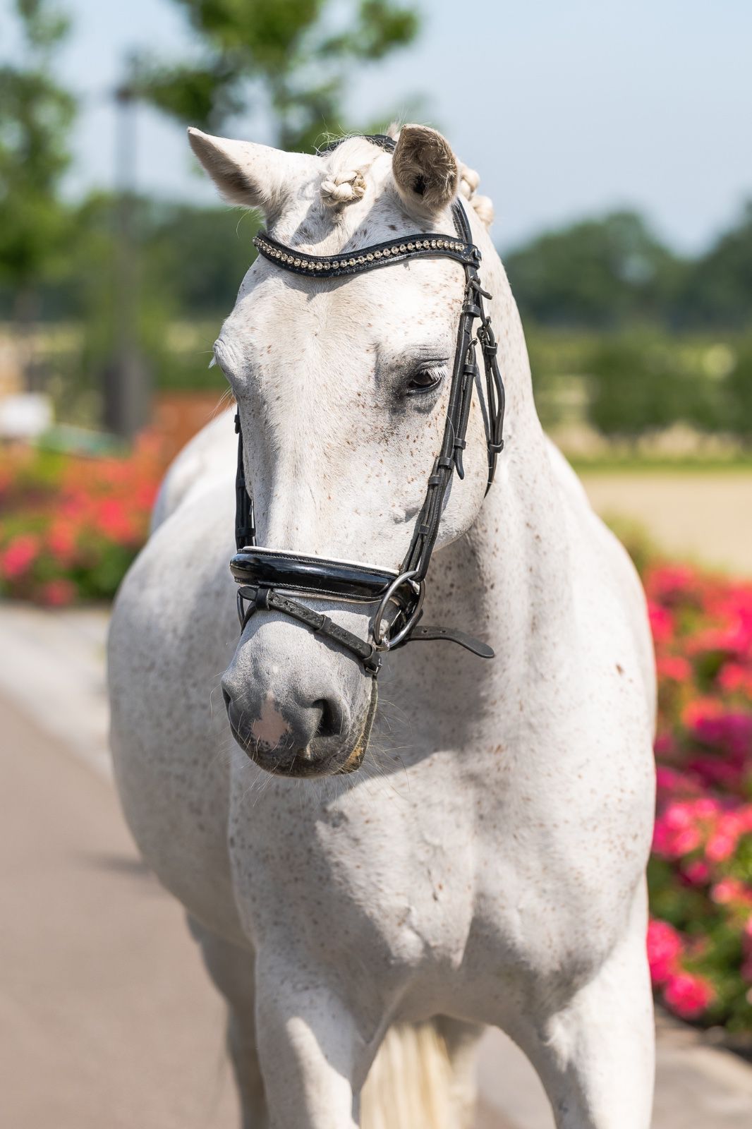 Allround D pony 