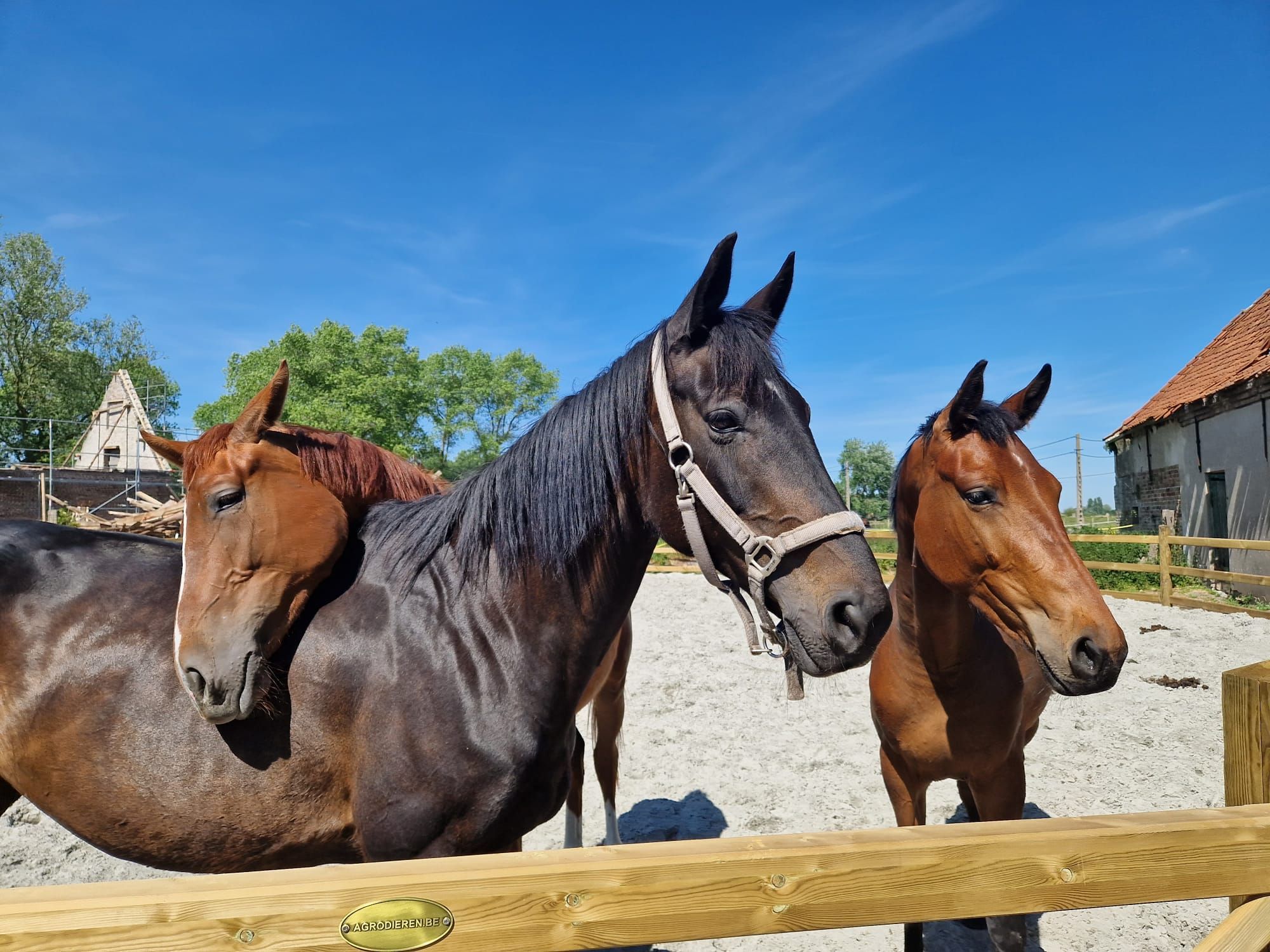 kwpn dressuurpaard merrie 16 jaar donkerbruin te koop - Hoofdfoto