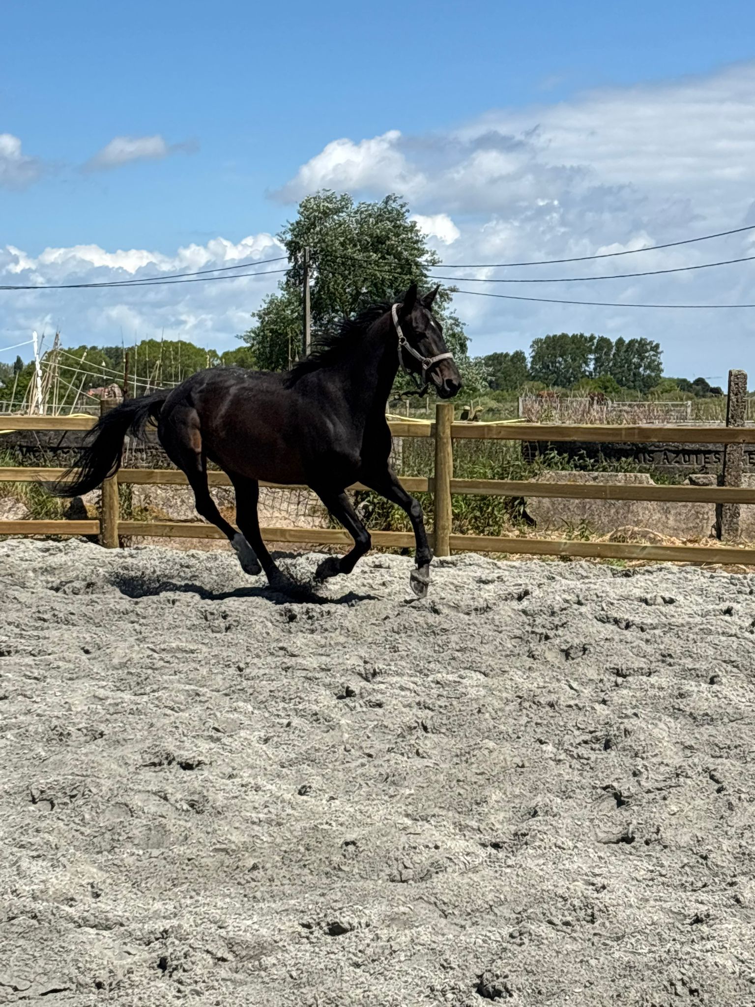 kwpn dressuurpaard merrie 16 jaar donkerbruin te koop - Foto 2