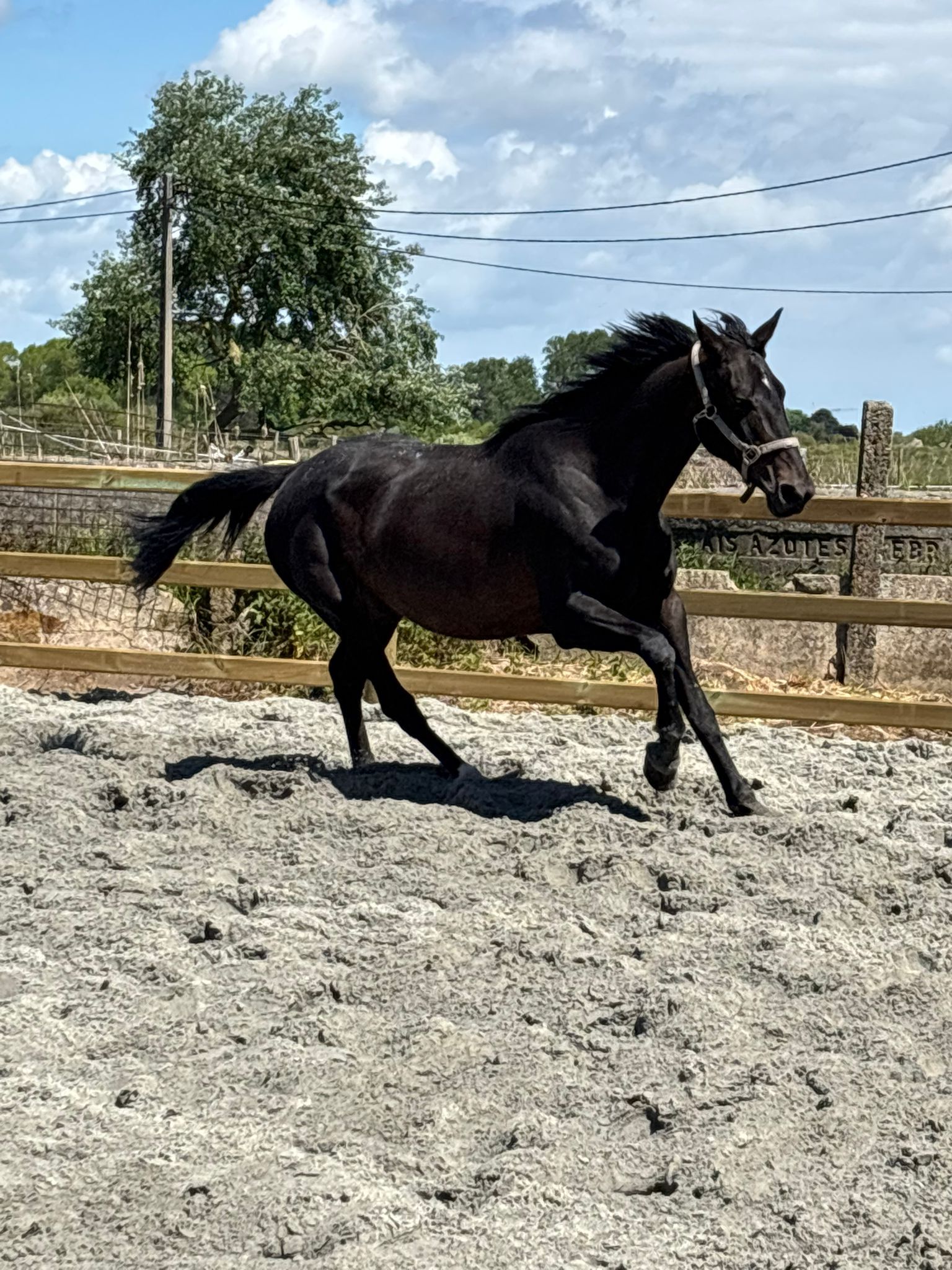 kwpn dressuurpaard merrie 16 jaar donkerbruin te koop - Foto 3