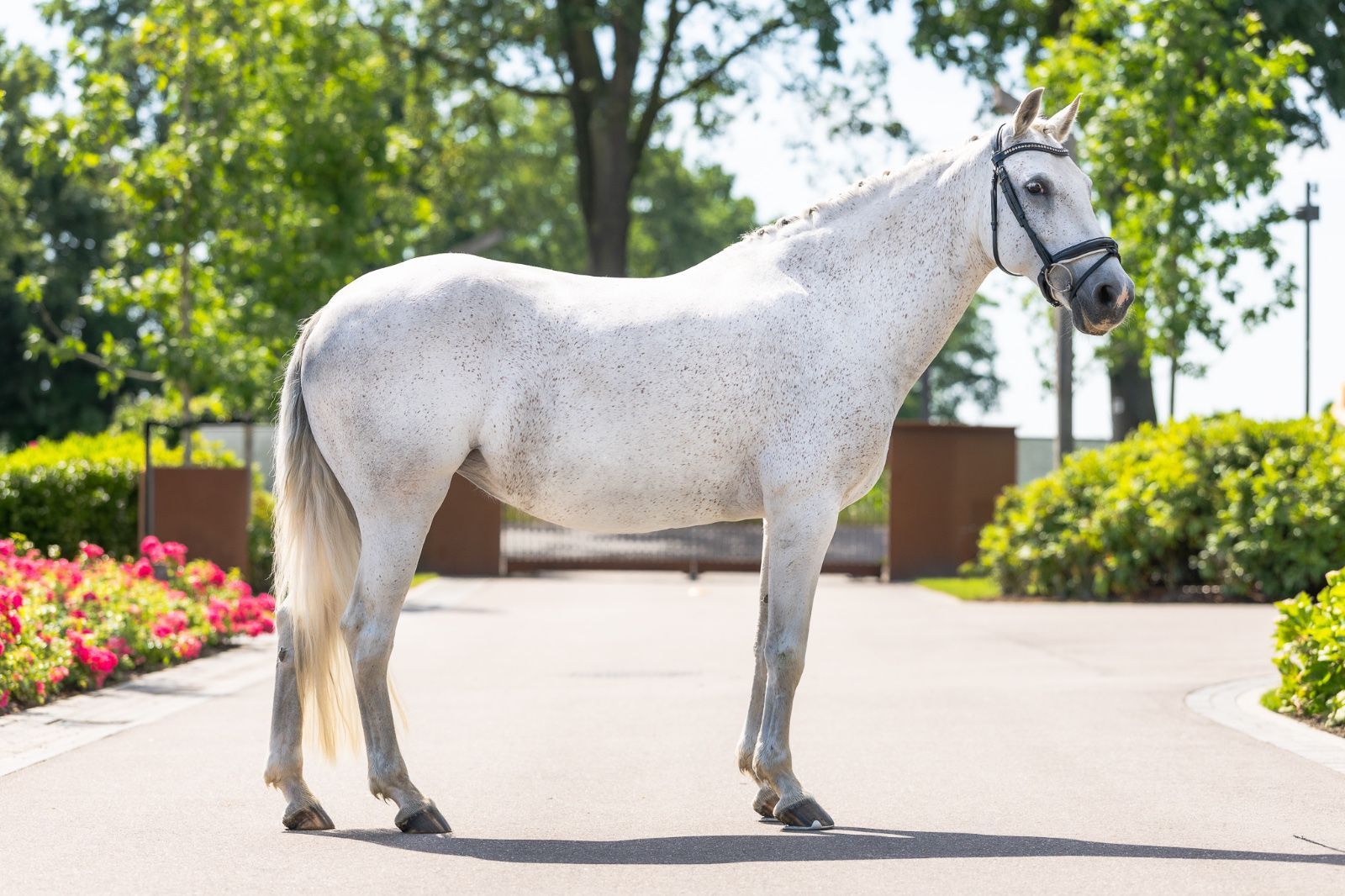 ander allround-pony merrie 12 år schimmel till salu - Foto 2