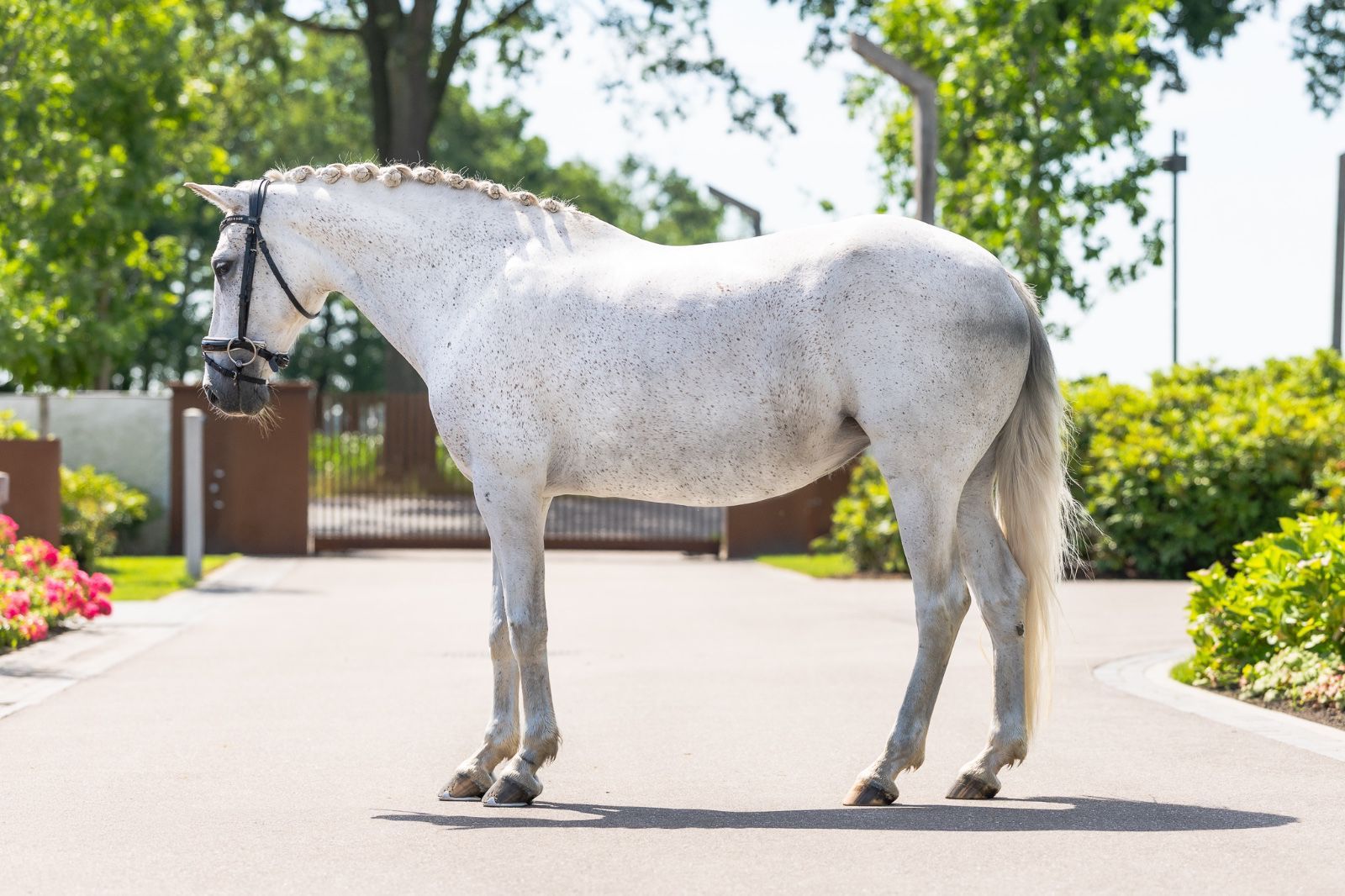 ander allround-pony merrie 12 år schimmel till salu - Foto 3
