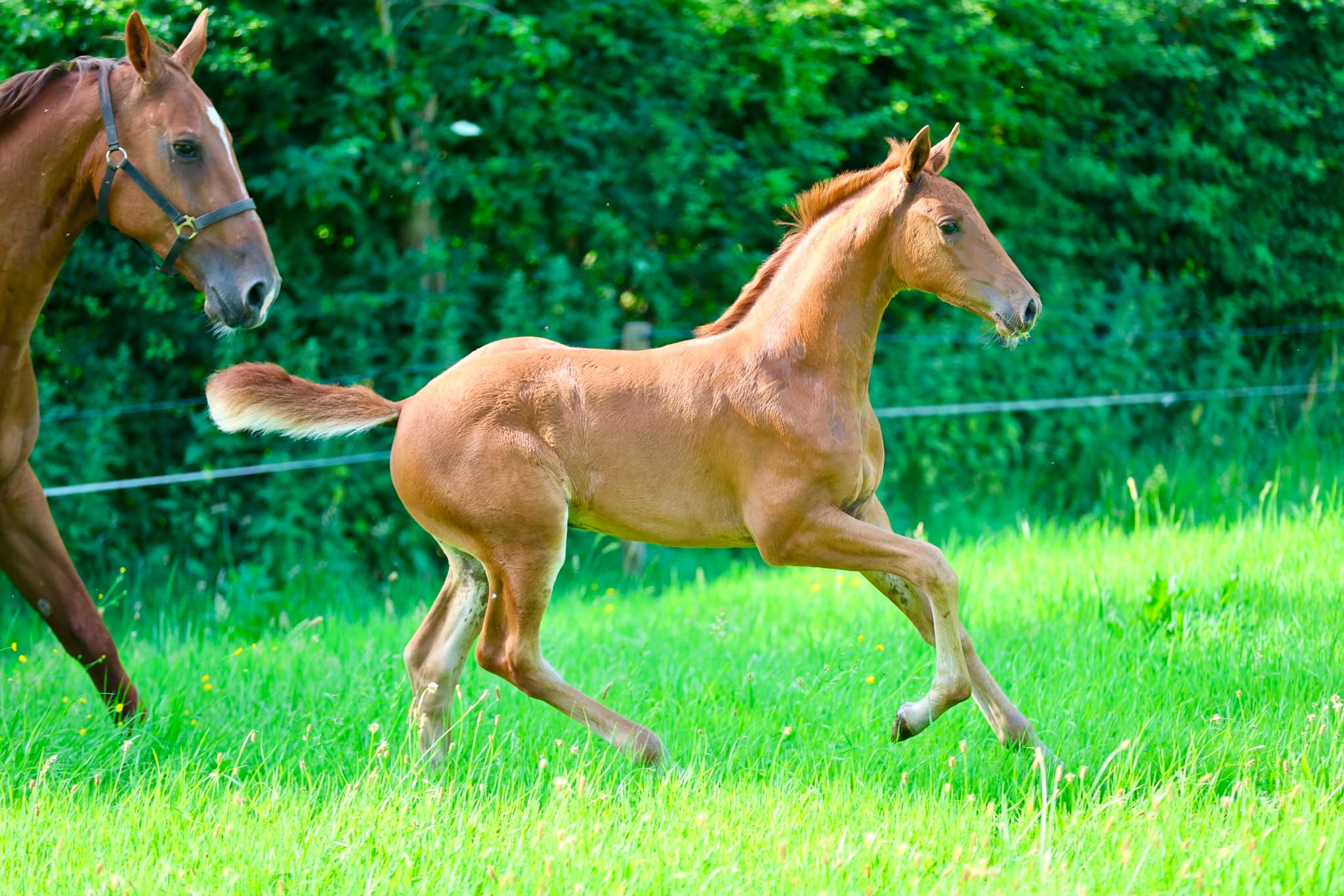 STUNNING FILLY WITH ROYAL RADIANCE AND MOVEMENT BY WORLD CHAMPION PROUD JAMES