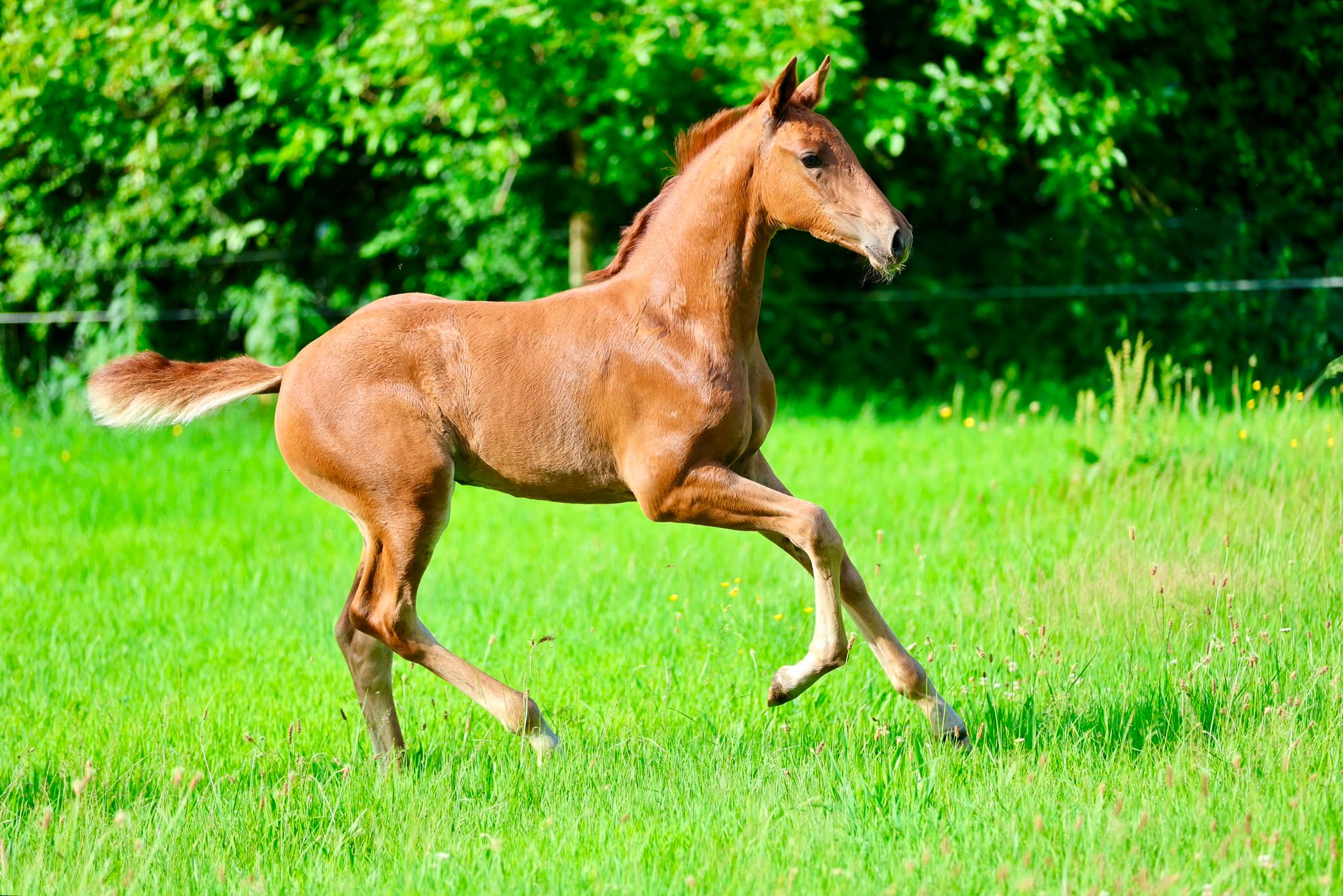 kwpn dressuurpaard merrie 0 years old vos for sale - Photo 2