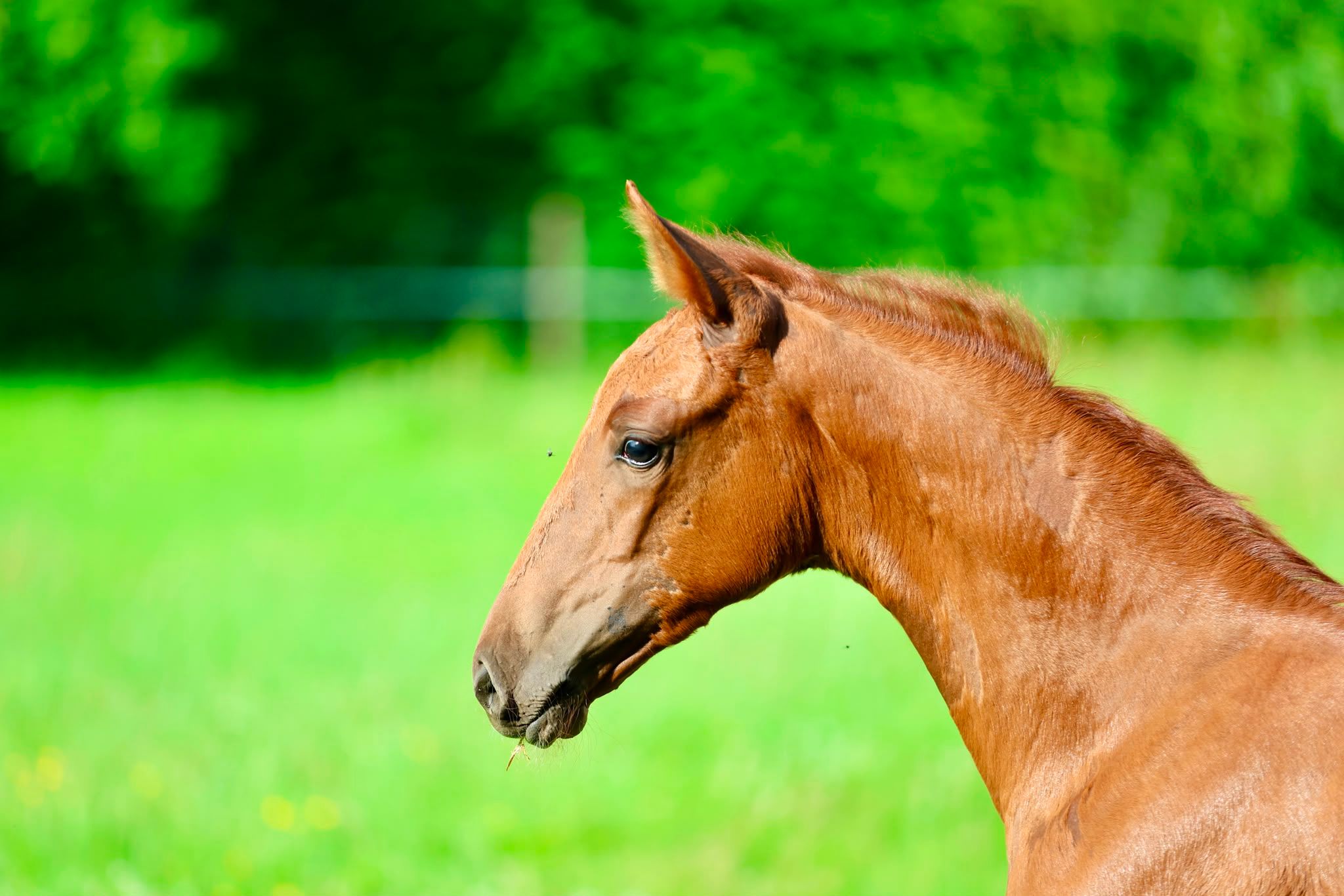 kwpn dressuurpaard merrie 0 years old vos for sale - Photo 3