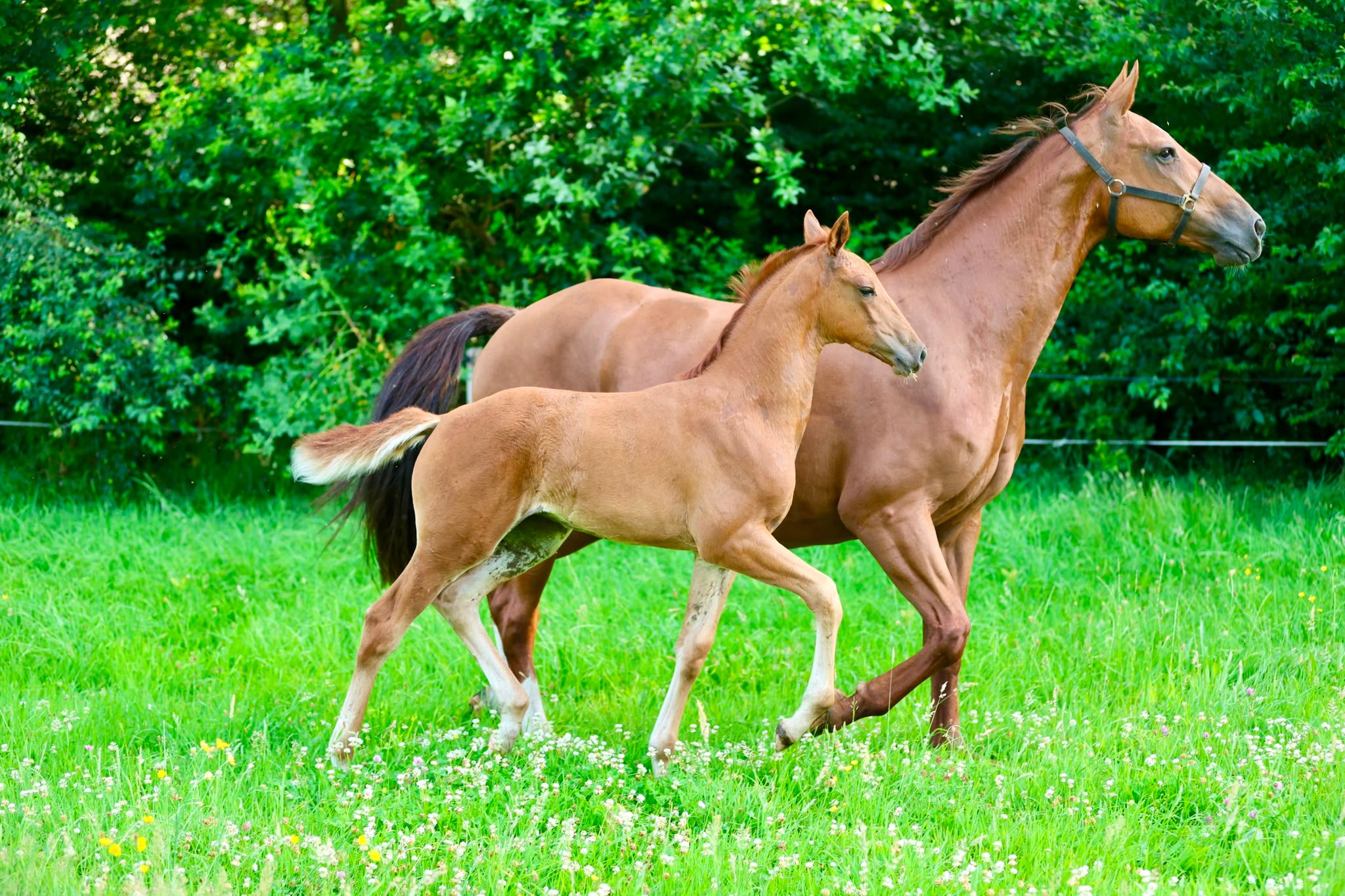 kwpn dressuurpaard merrie 0 years old vos for sale - Photo 4