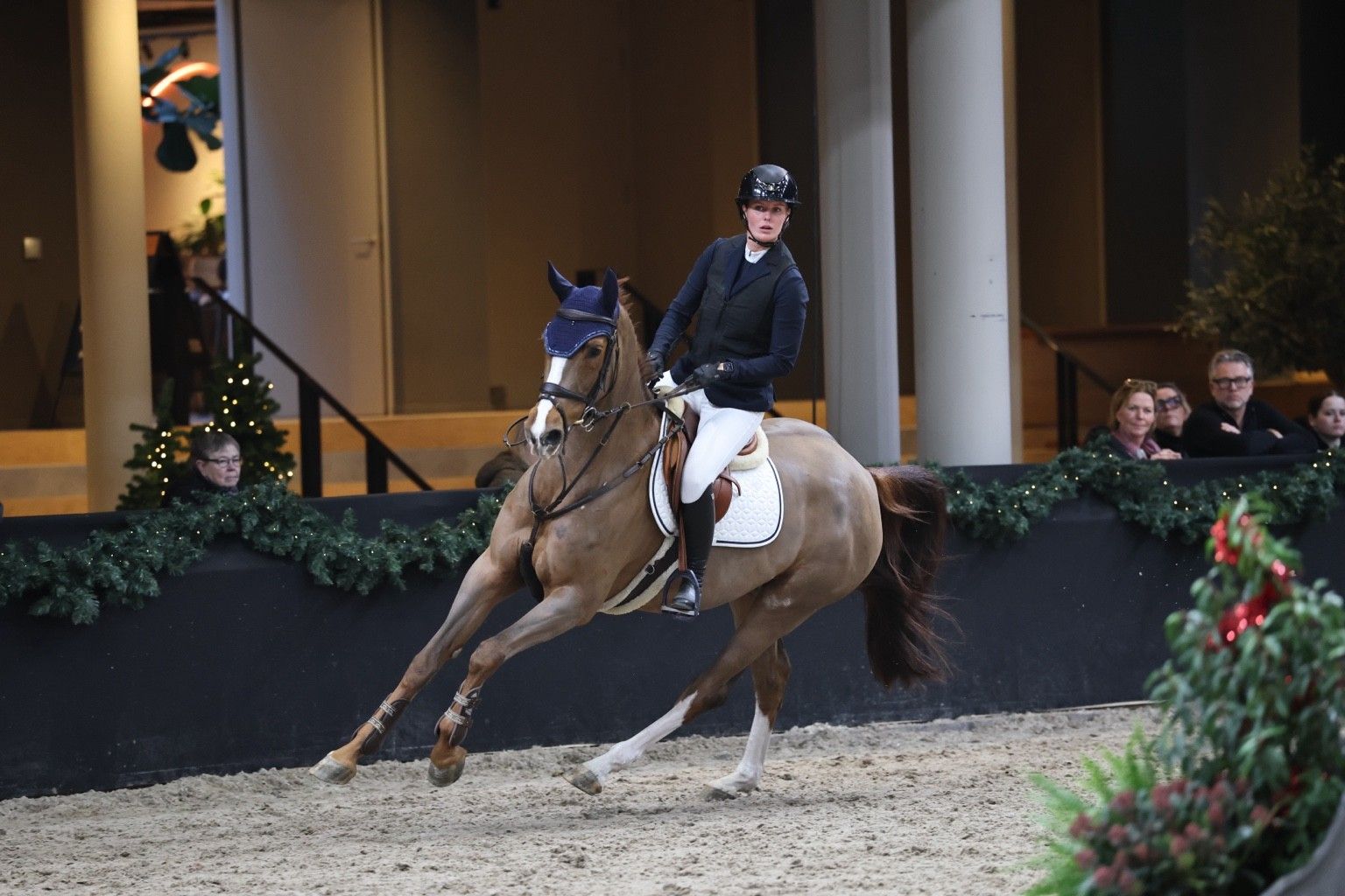 kwpn springpaard merrie 7 Jahre alt vos zu verkaufen - Foto 3