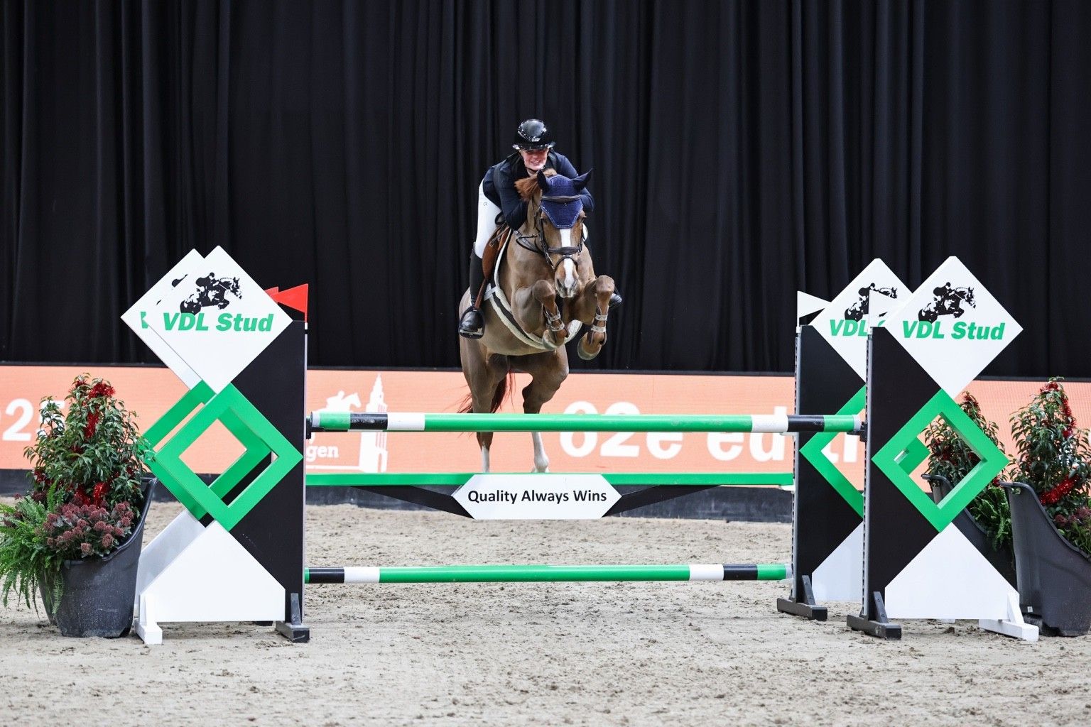 kwpn springpaard merrie 7 Jahre alt vos zu verkaufen - Foto 4