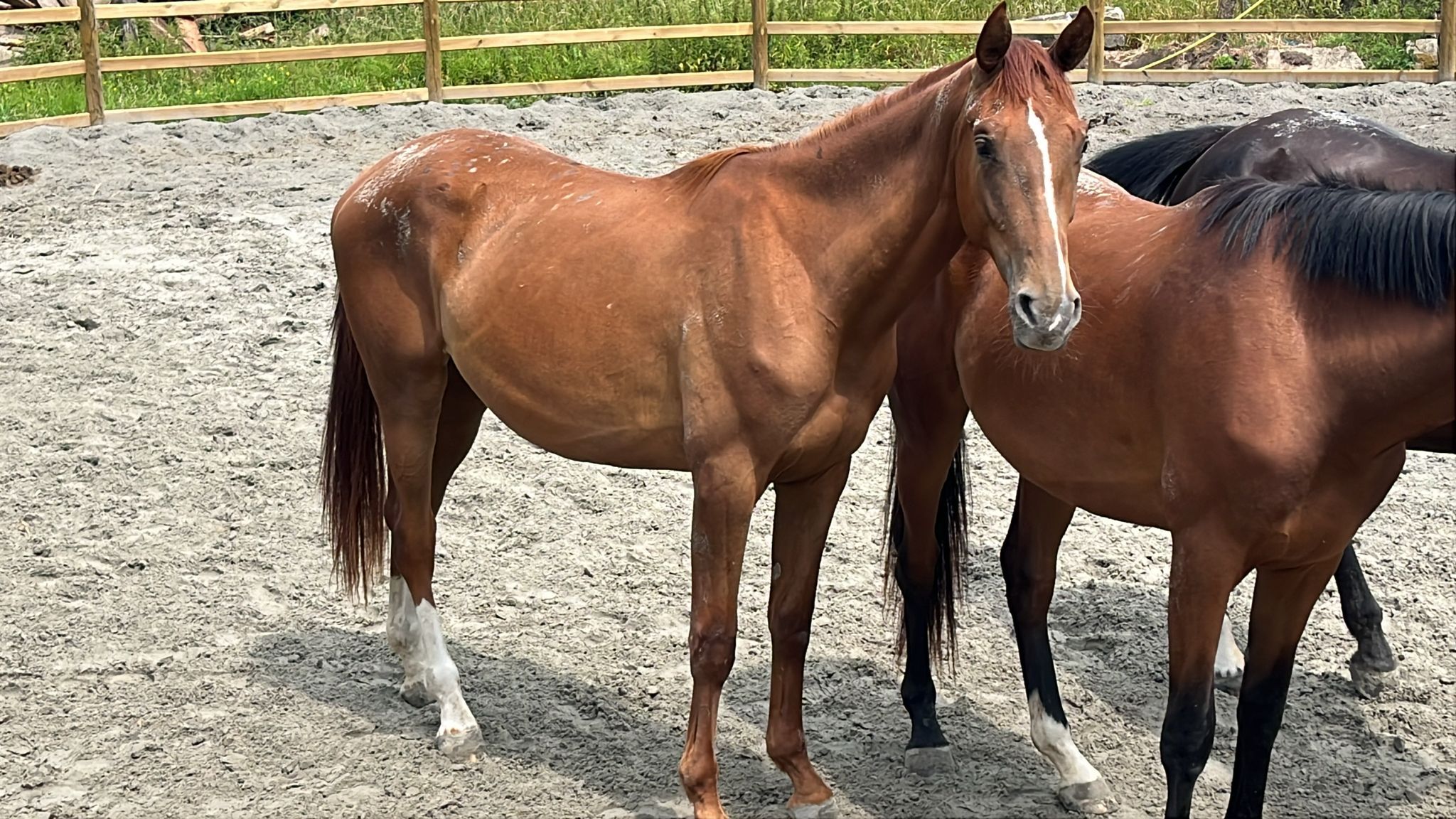 KWPN 2歳 Opoque x Namelus R、牝馬