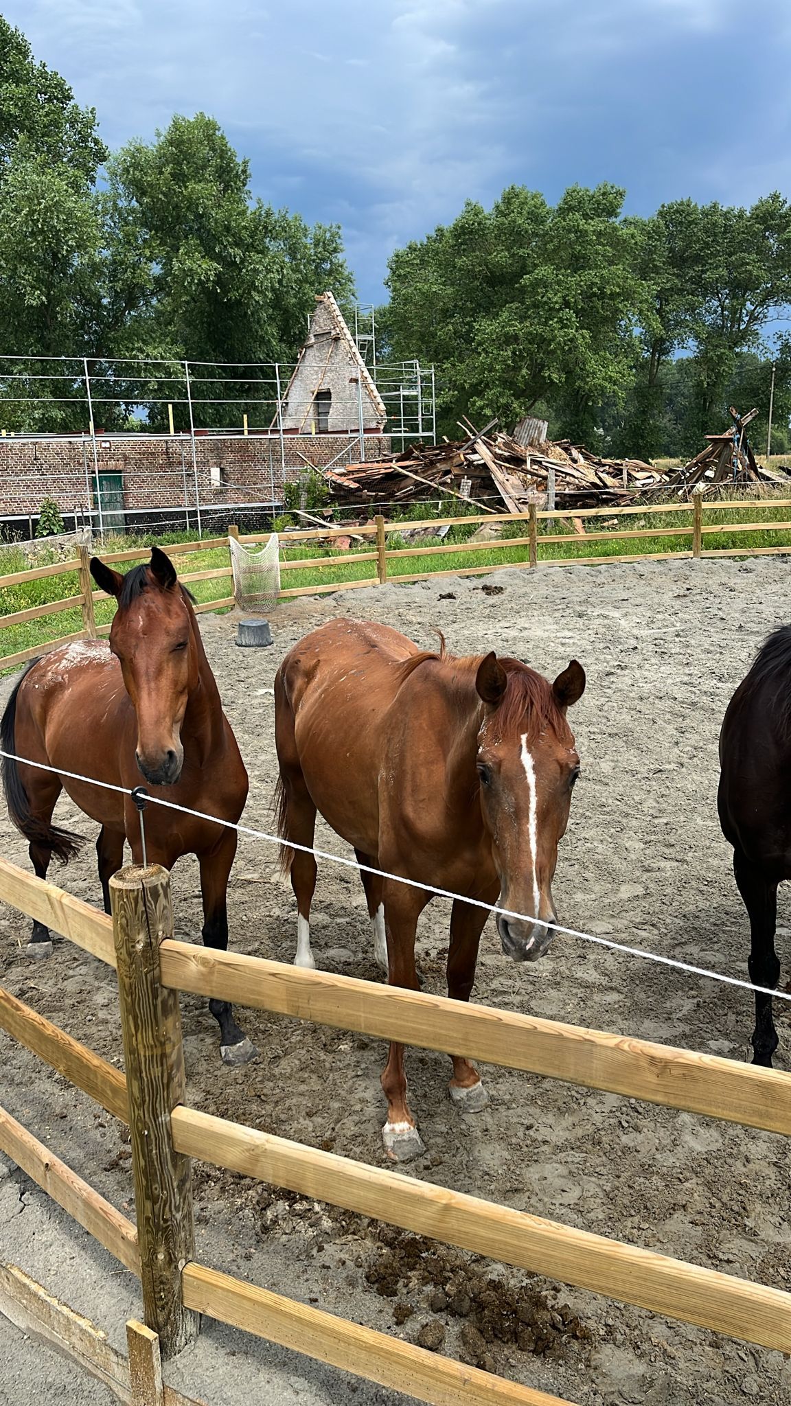 kwpn dressuurpaard merrie 2 歳 vos 売り出し中 - 写真 3