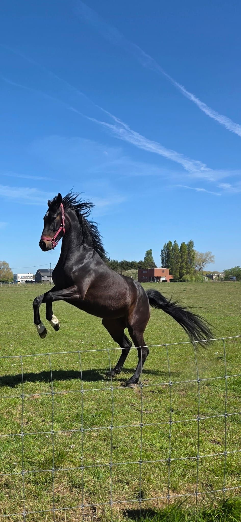 kwpn dressuurpaard merrie 2 歳 vos 売り出し中 - 写真 4