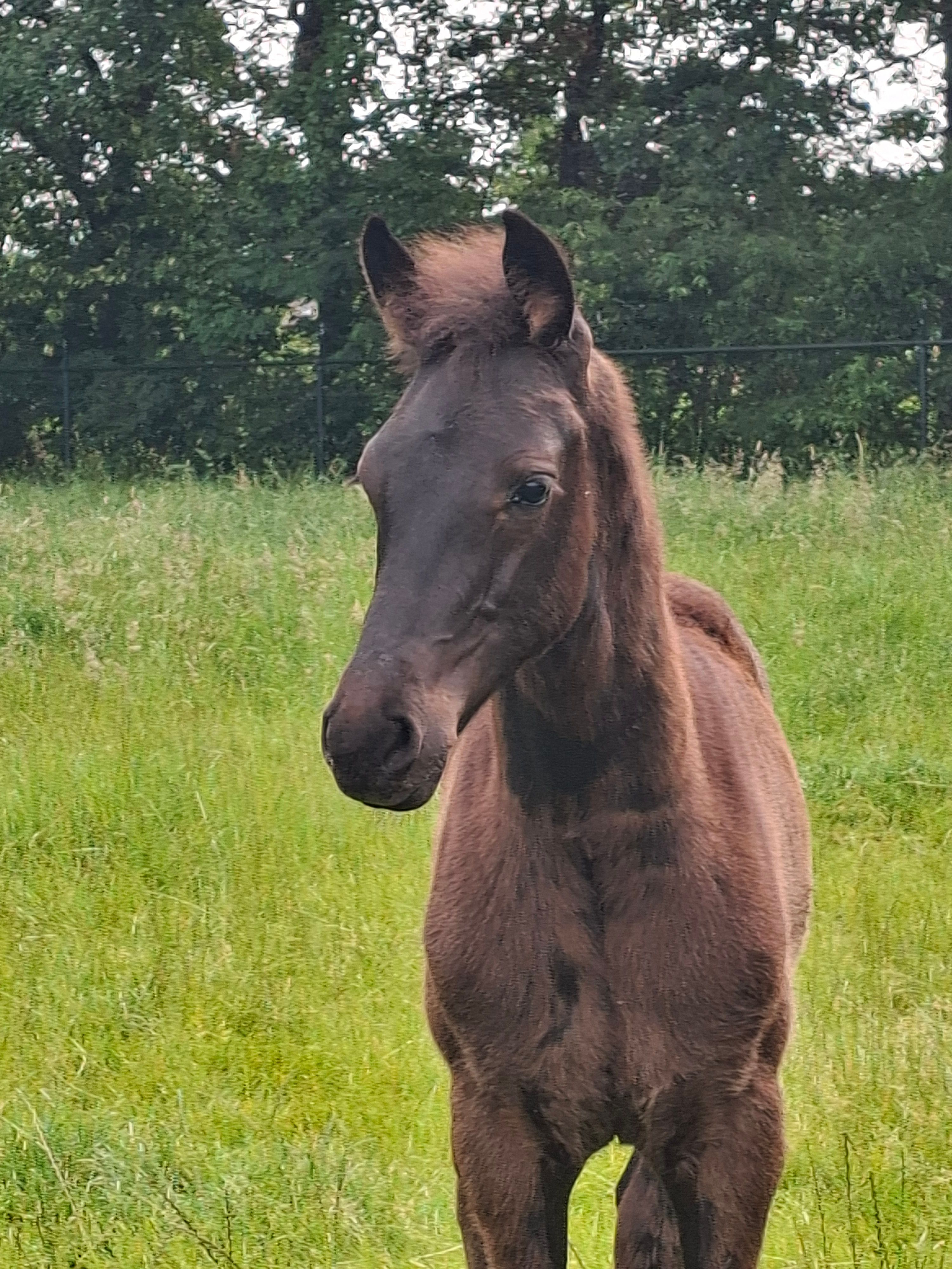 kwpn dressuurpaard hengst 0 years old zwart for sale - Main photo