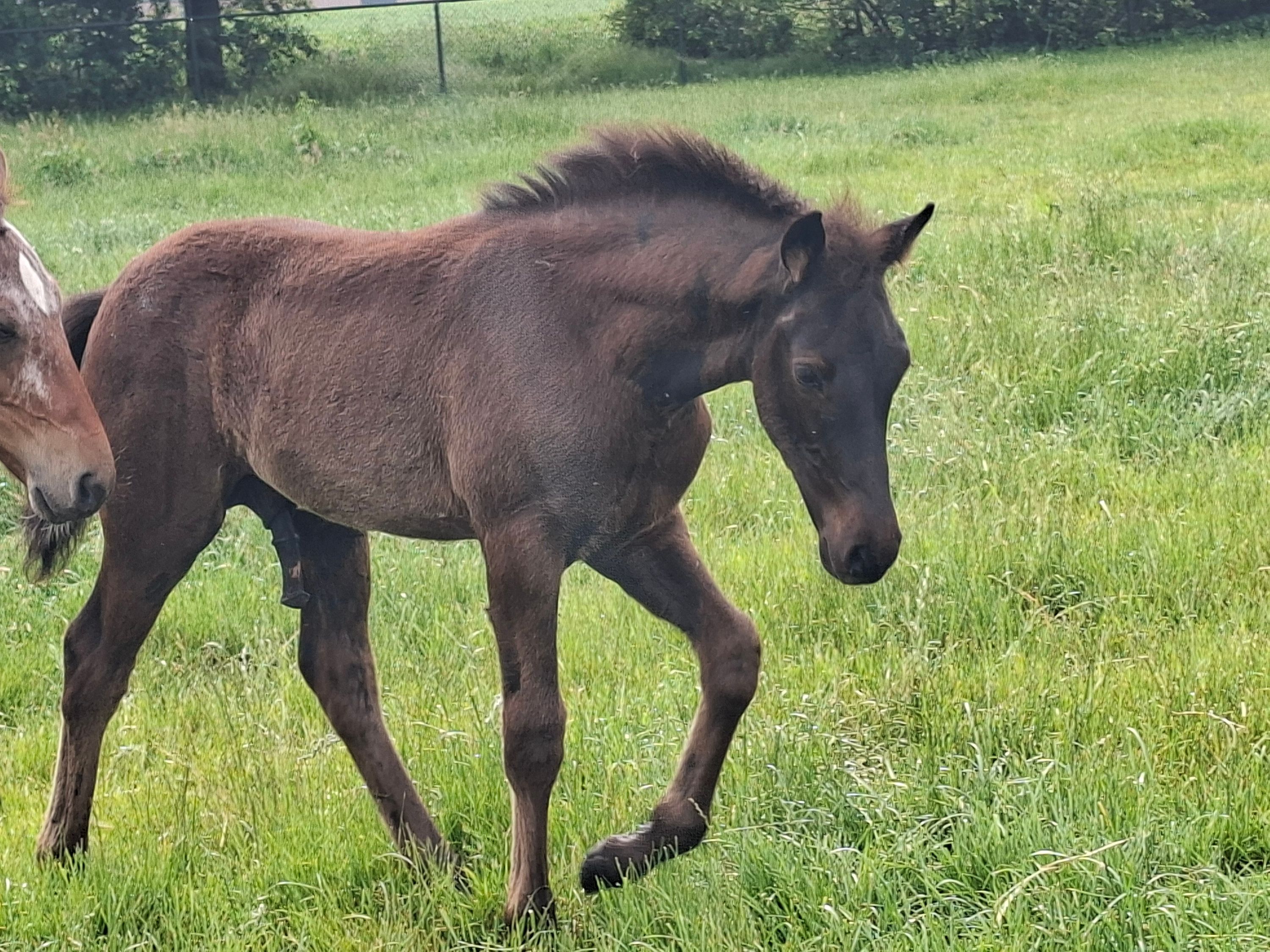 kwpn dressuurpaard hengst 0 years old zwart for sale - Photo 2