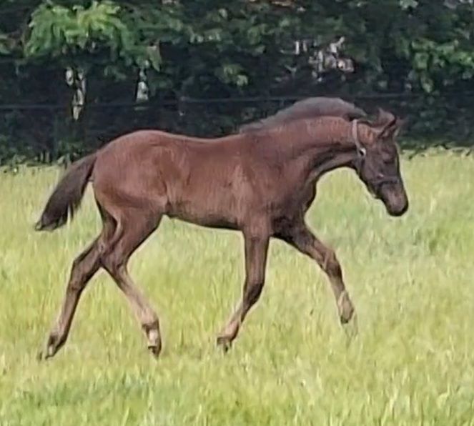 kwpn dressuurpaard hengst 0 years old zwart for sale - Photo 4