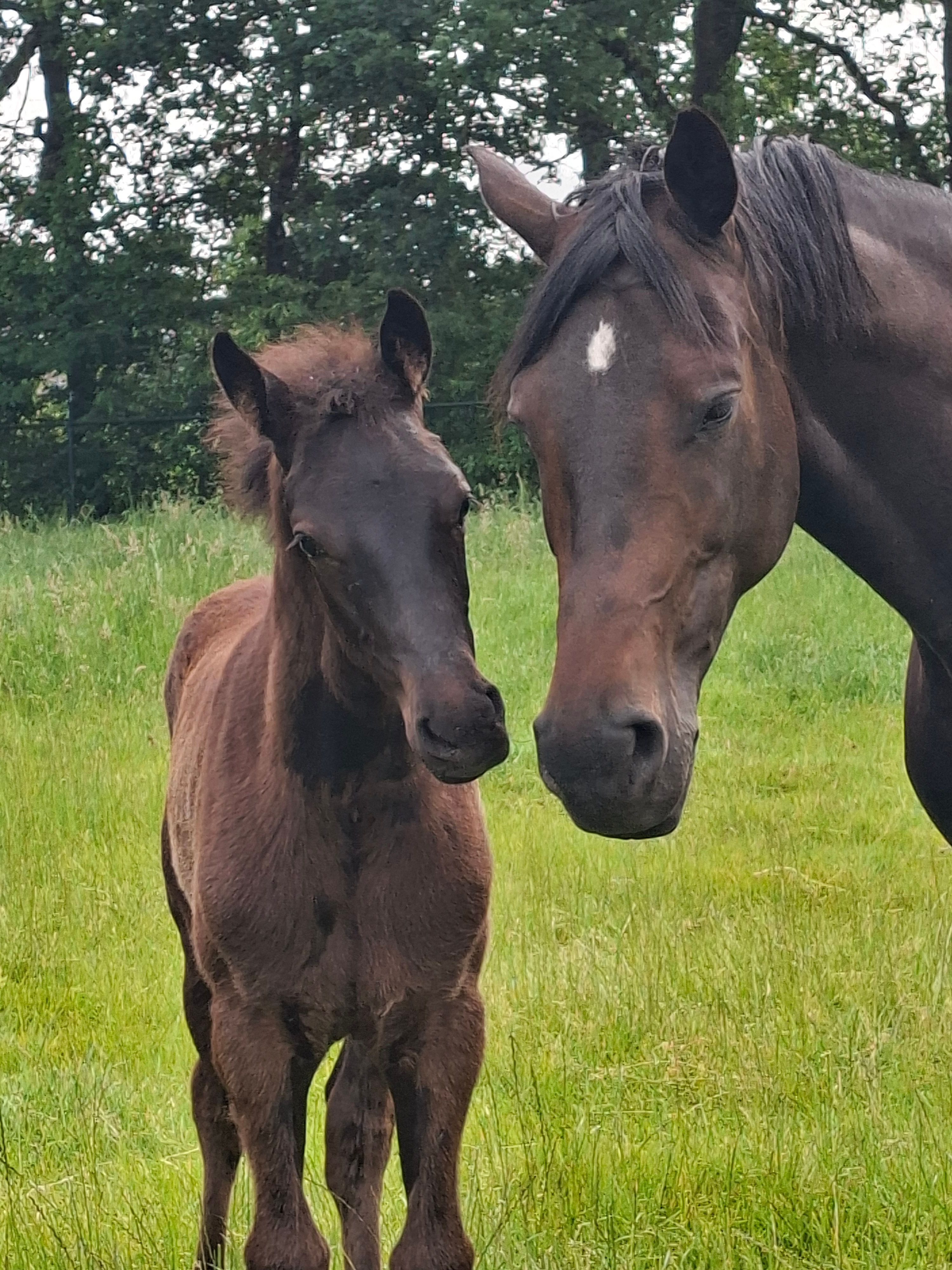 kwpn dressuurpaard hengst 0 years old zwart for sale - Photo 3