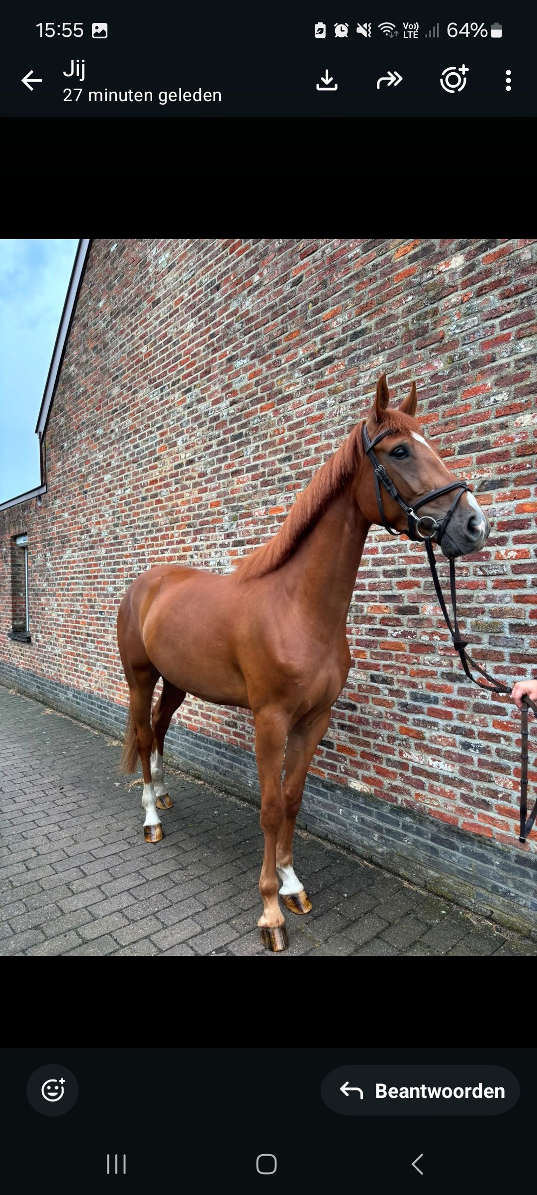 bwp springpaard ruin 4 jaar vos te koop - Hoofdfoto